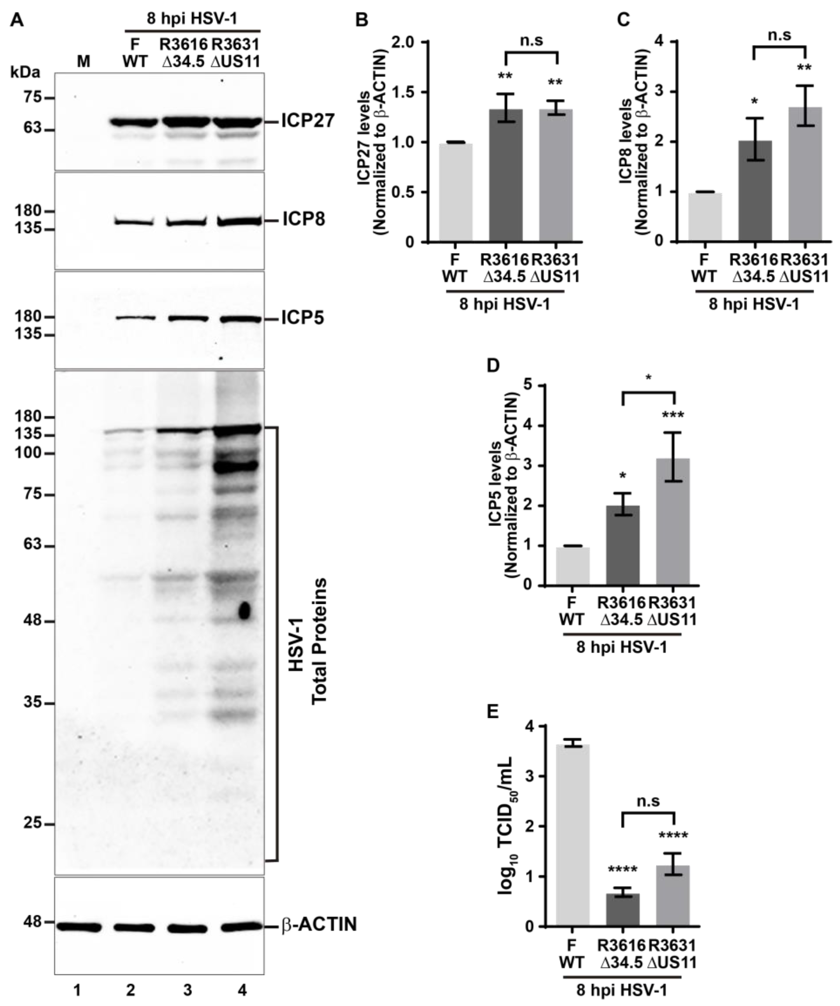 Cells 13 01256 g009 Cells 13 01256 g009