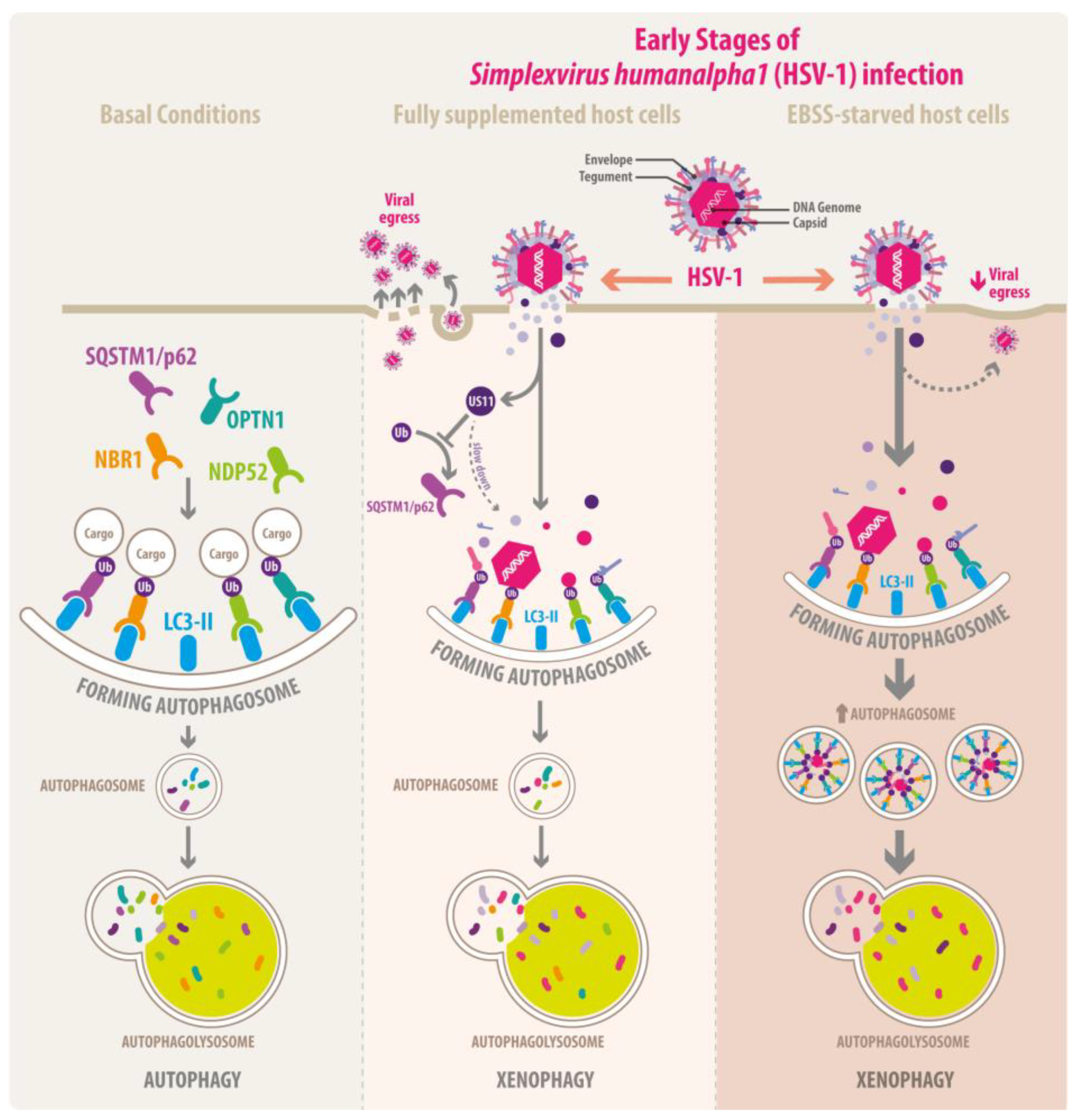 Cells 13 01256 g010 Cells 13 01256 g010