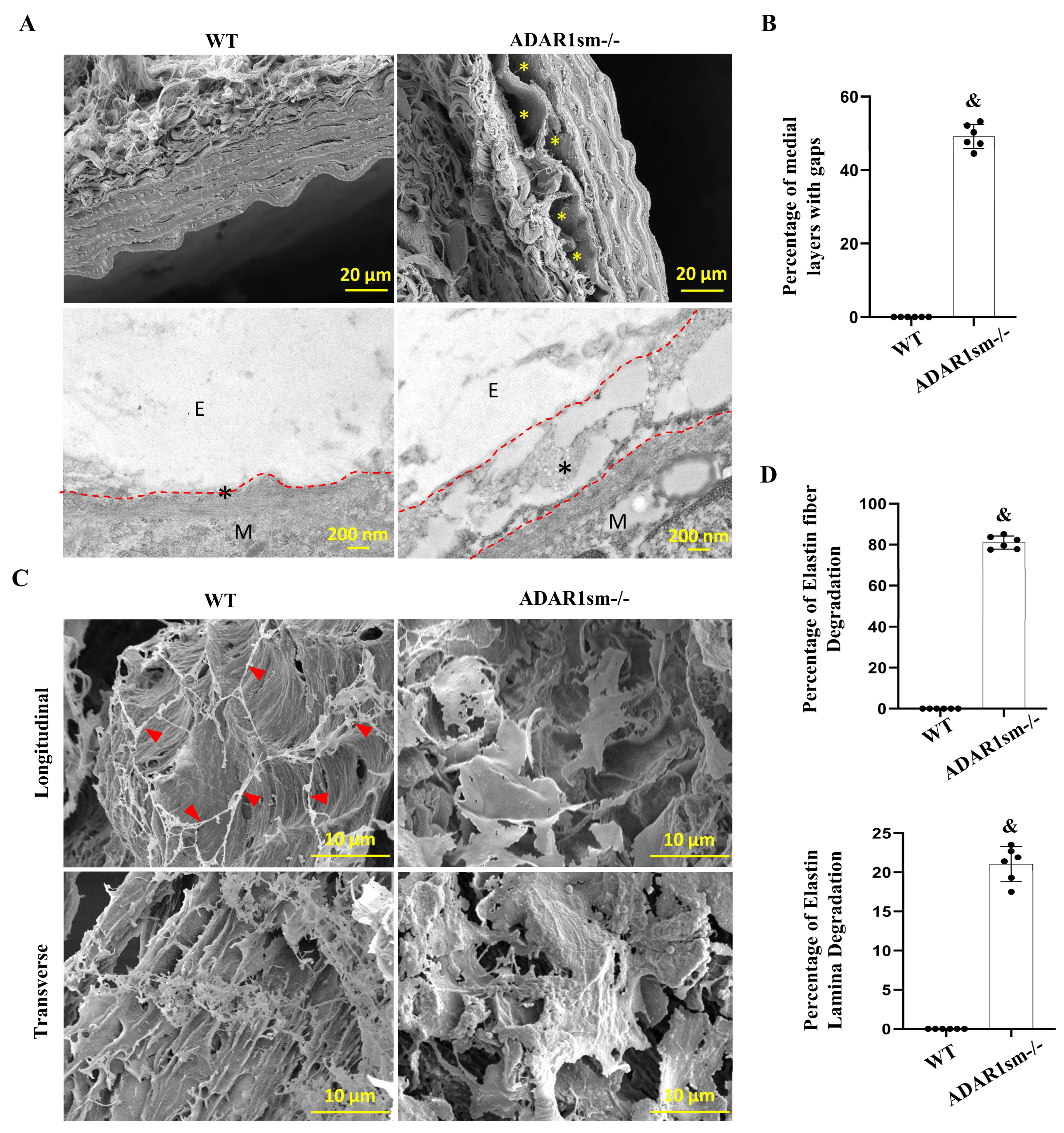 Cells 13 01257 g003 Cells 13 01257 g003