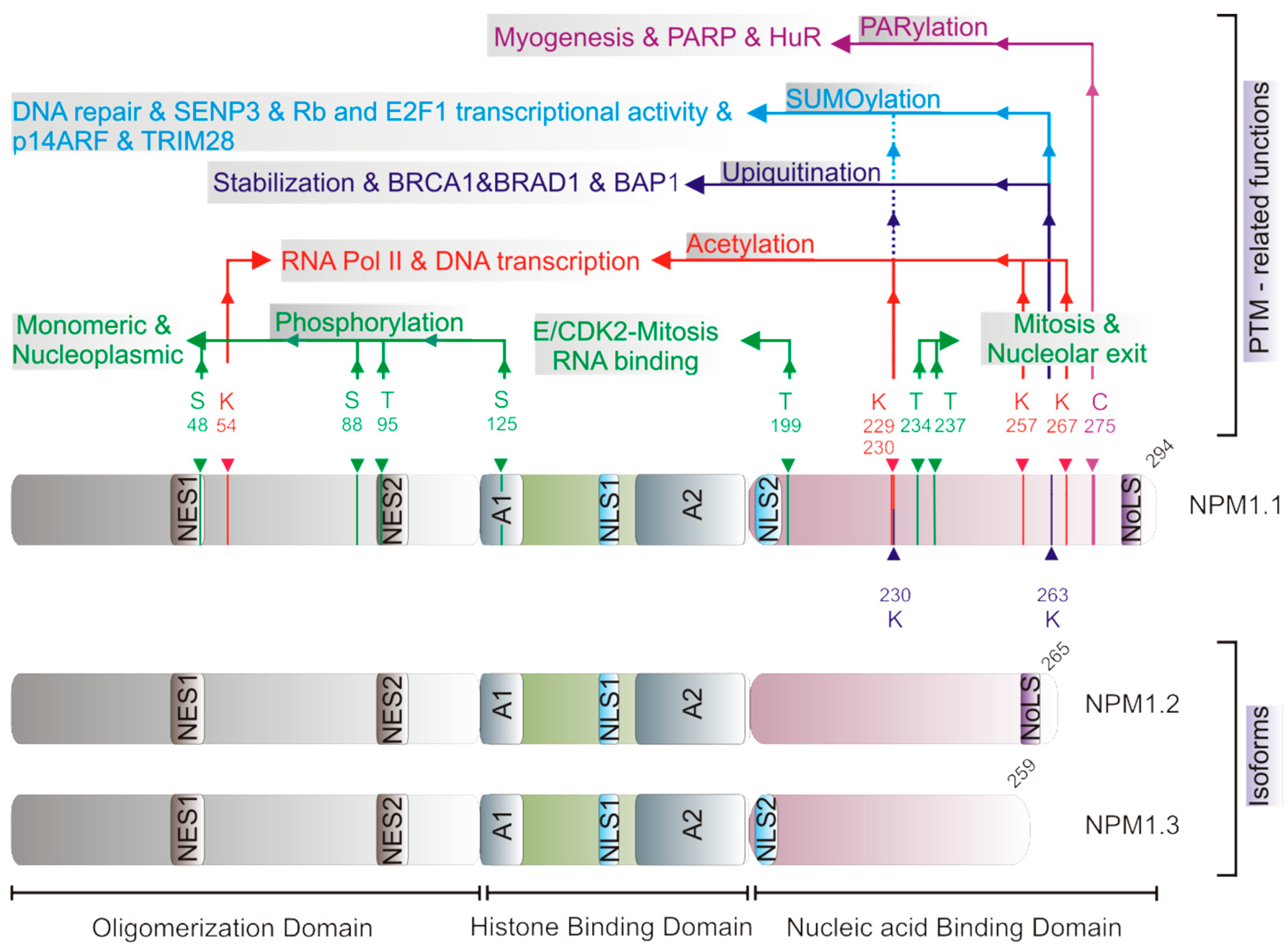 Cells 13 01266 g001 Cells 13 01266 g001