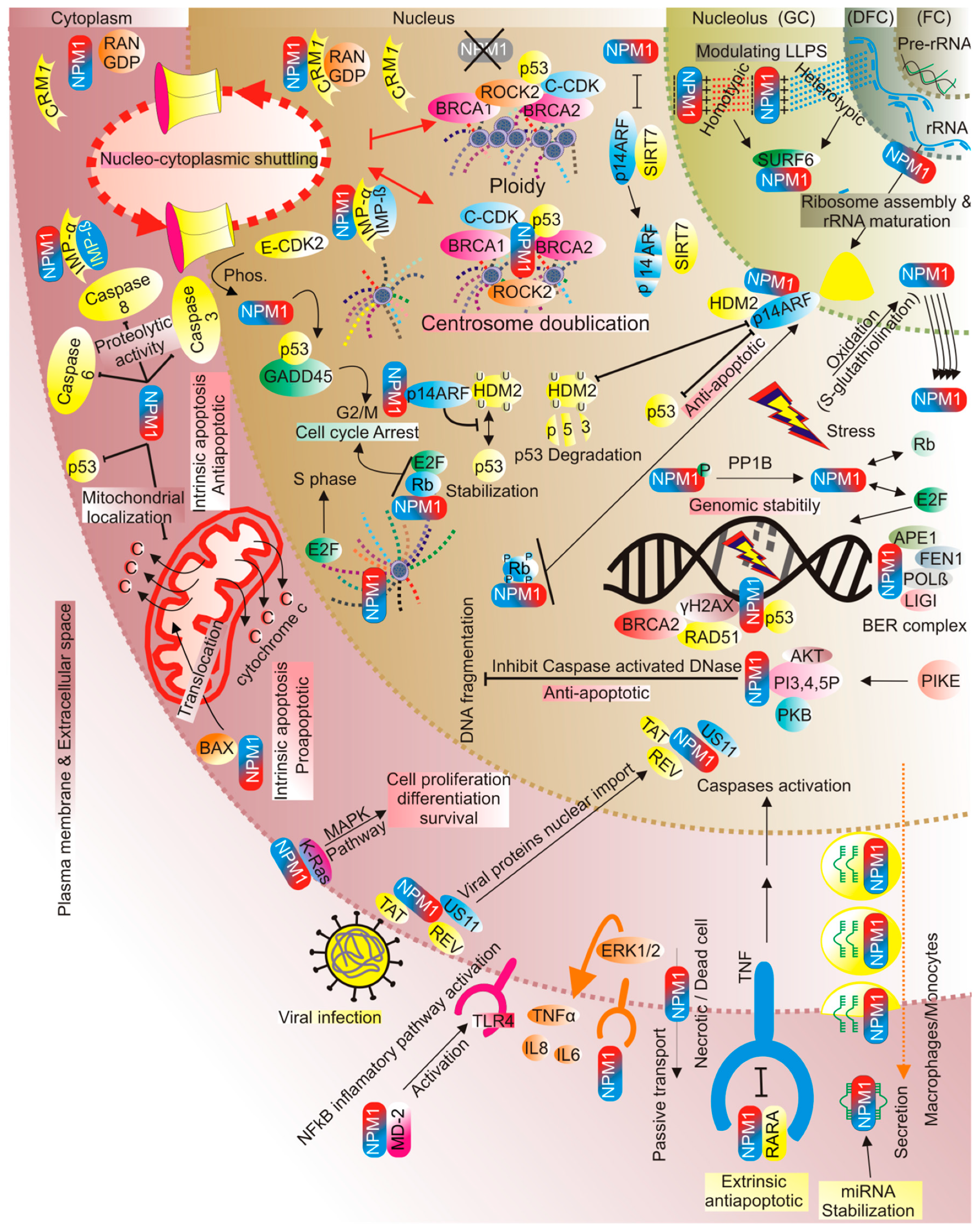 Cells 13 01266 g002 Cells 13 01266 g002