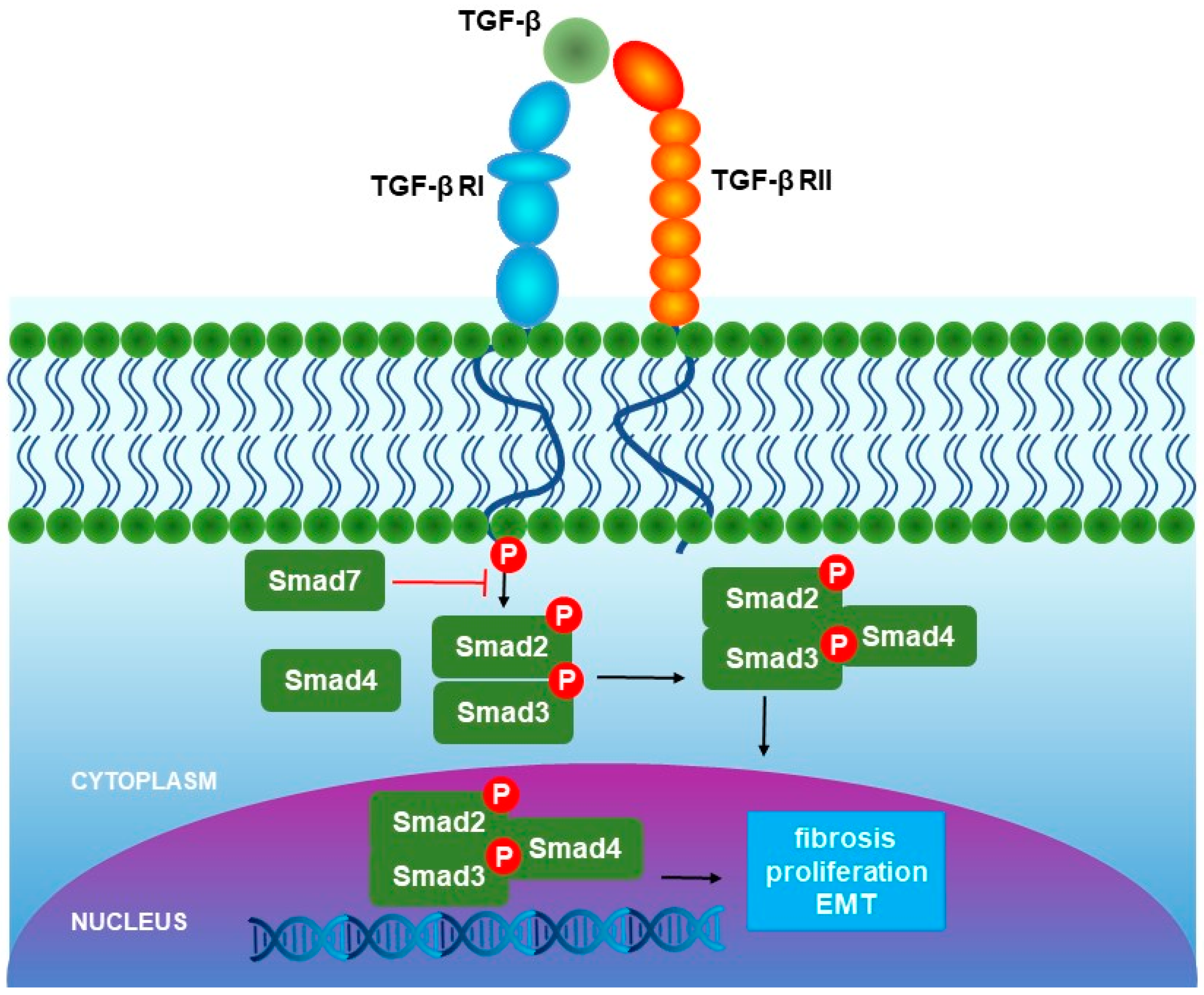 Cells 13 01271 g001 Cells 13 01271 g001