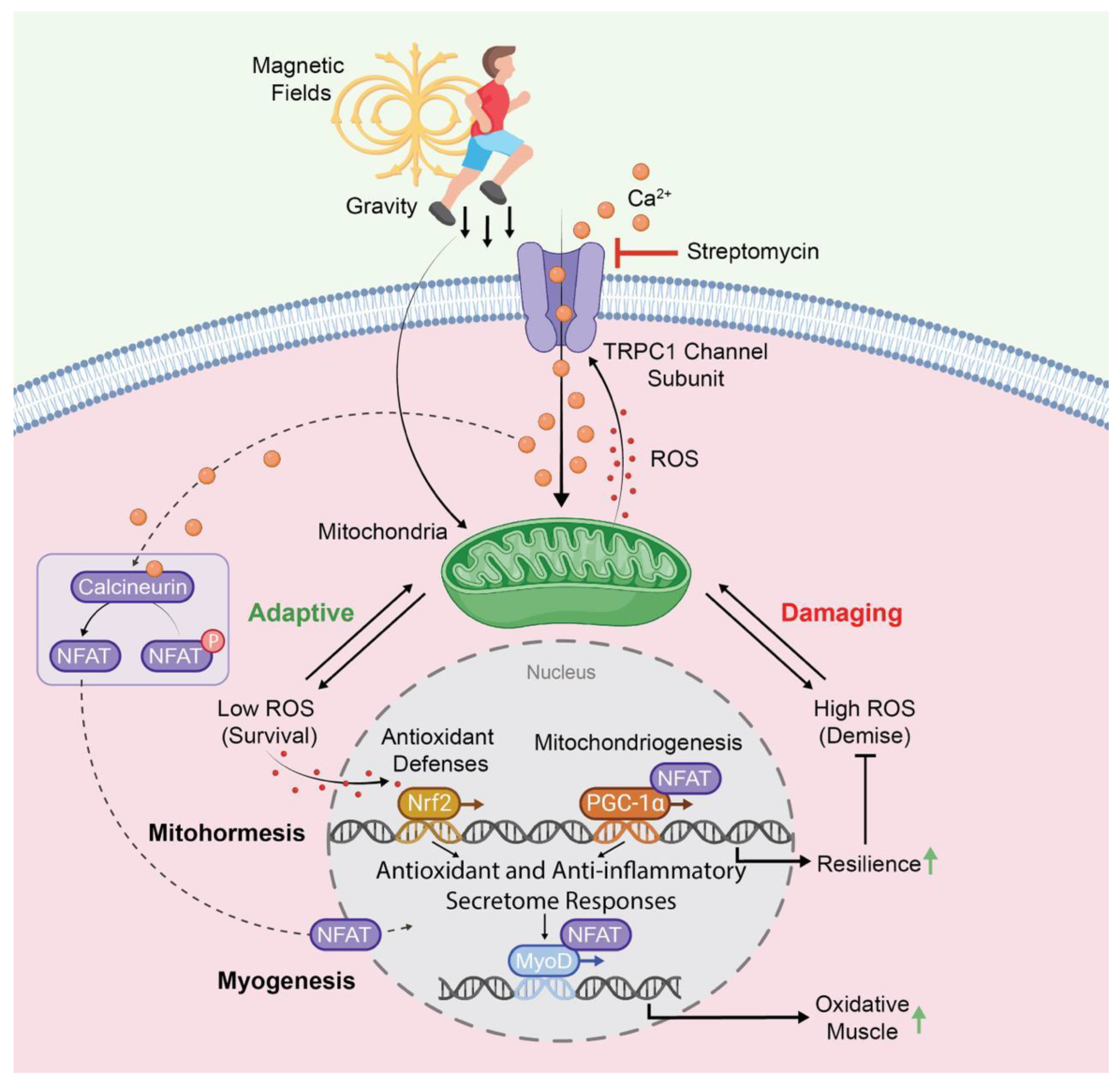Cells 13 01273 g003 Cells 13 01273 g003