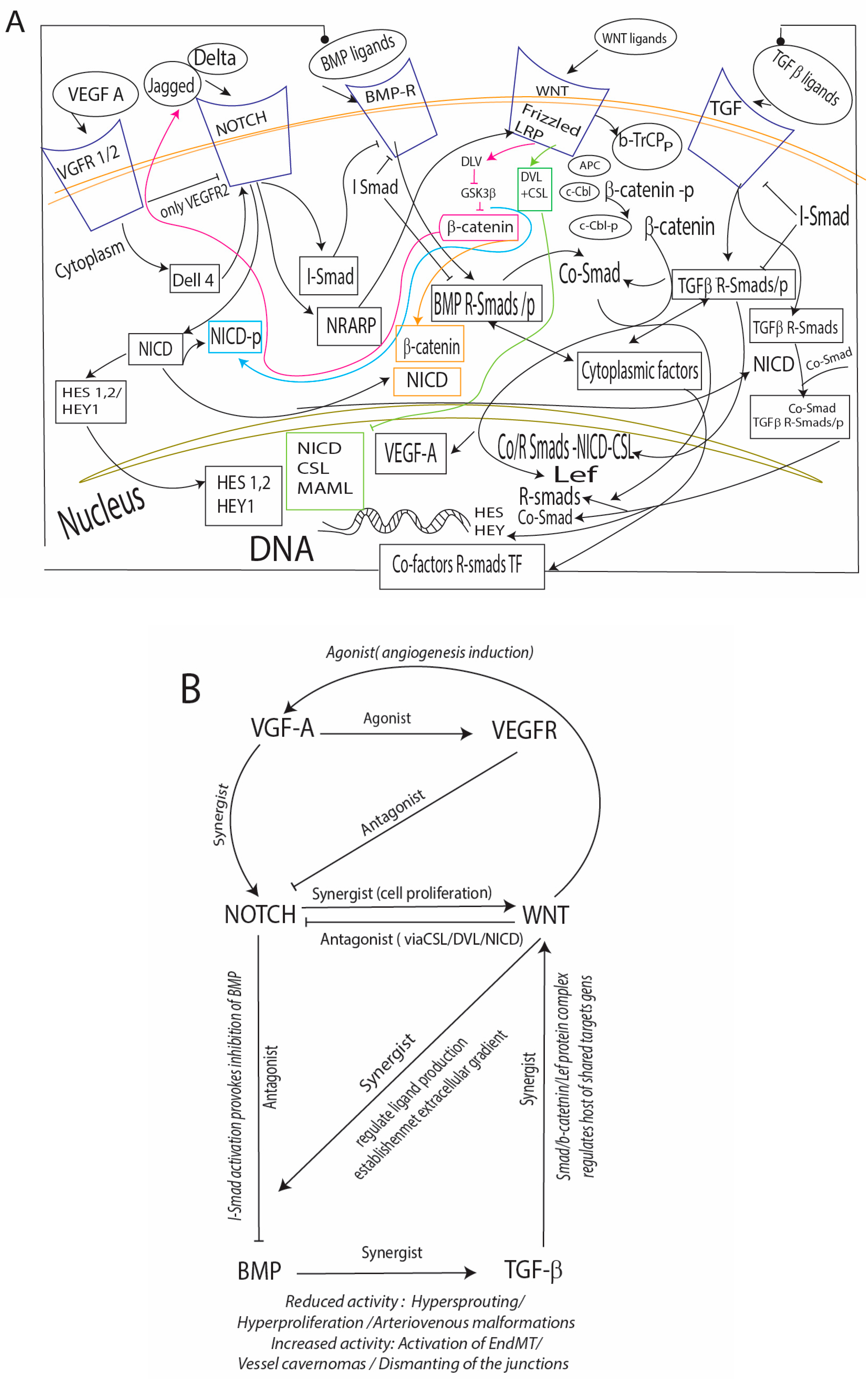 Cells 13 01276 g001 Cells 13 01276 g001