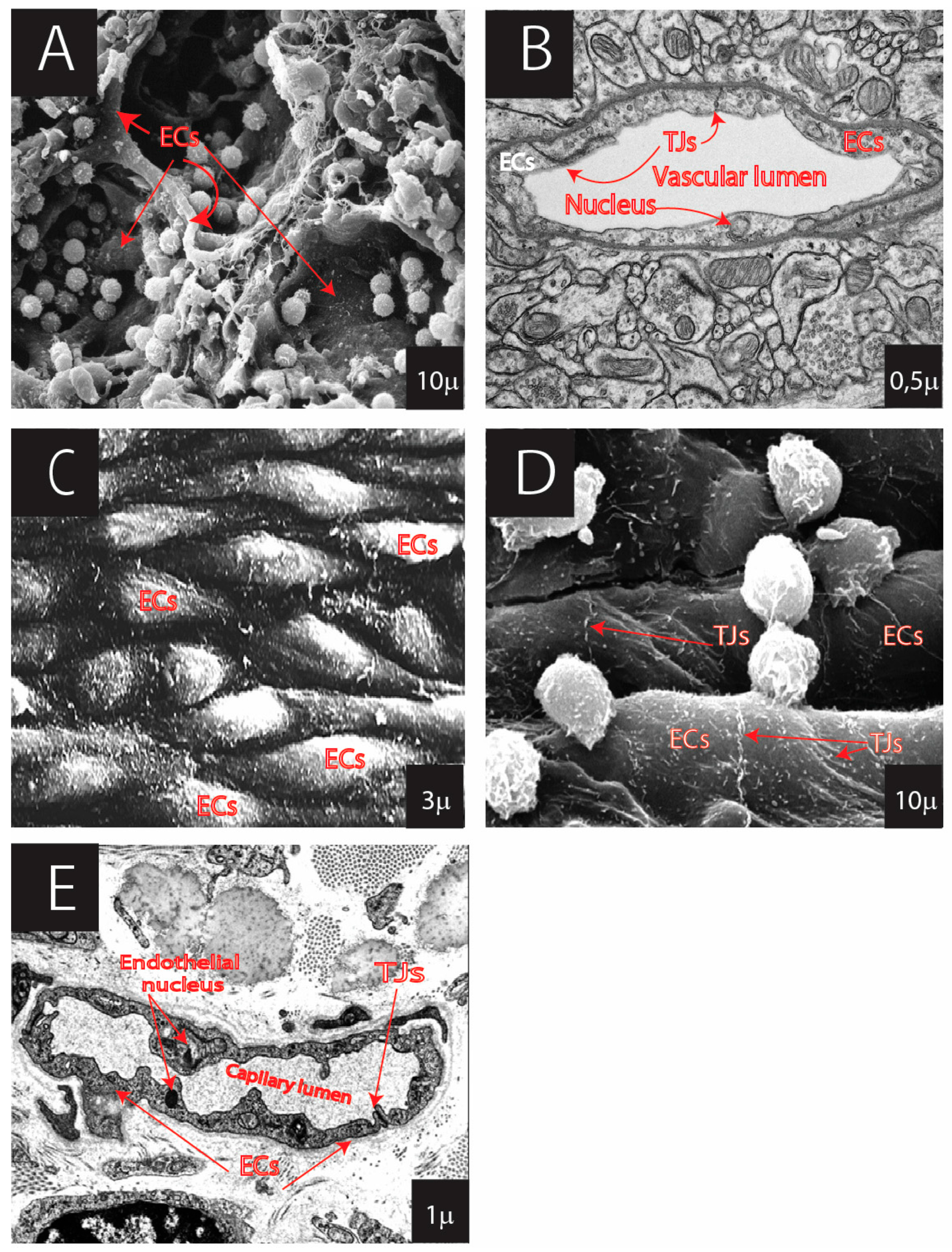 Cells 13 01276 g002 Cells 13 01276 g002