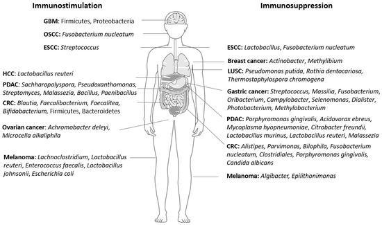 Intratumoral Microbiome: Foe or Friend in Reshaping the Tumor
