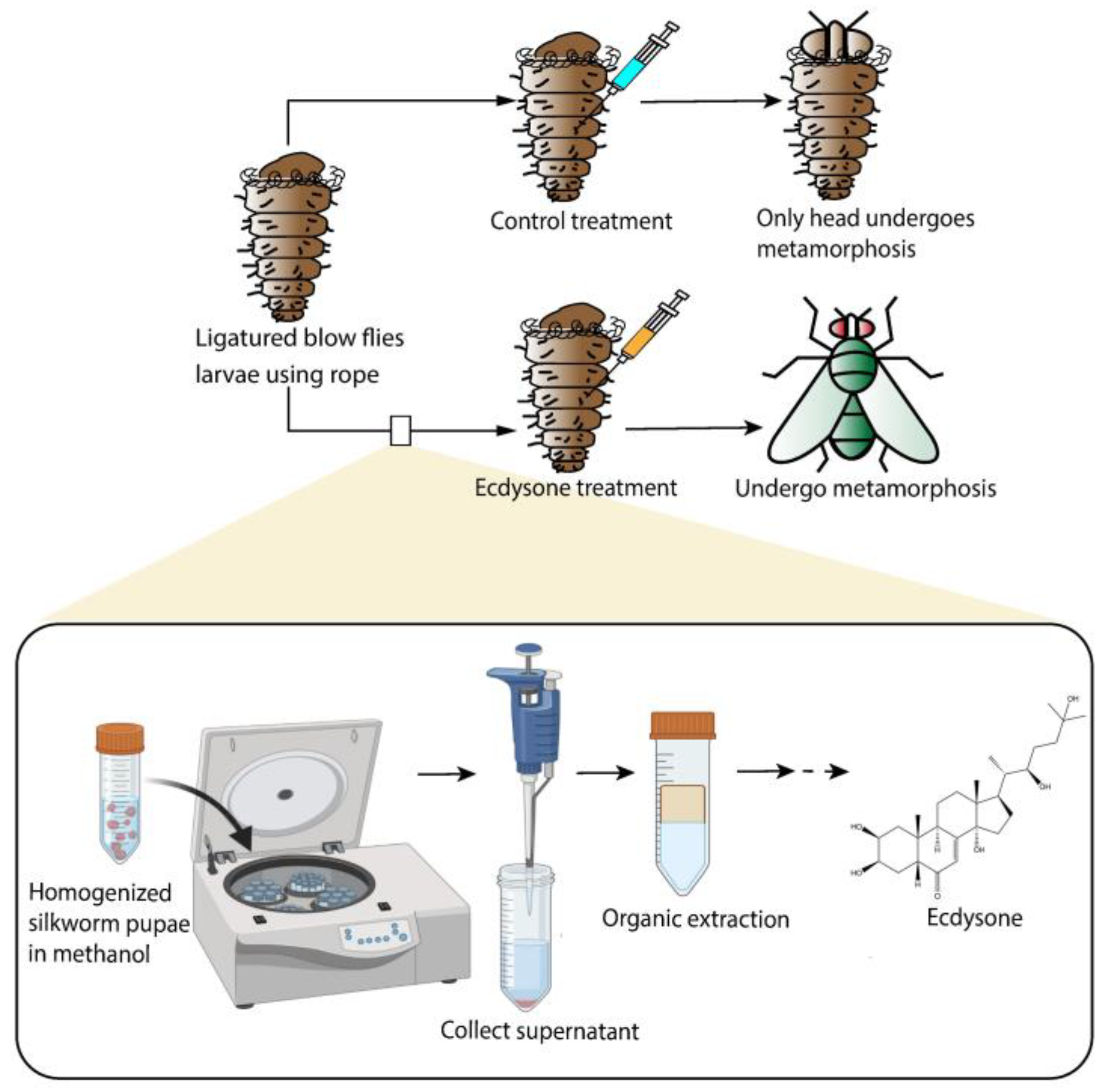 Cells 13 01284 g006 Cells 13 01284 g006
