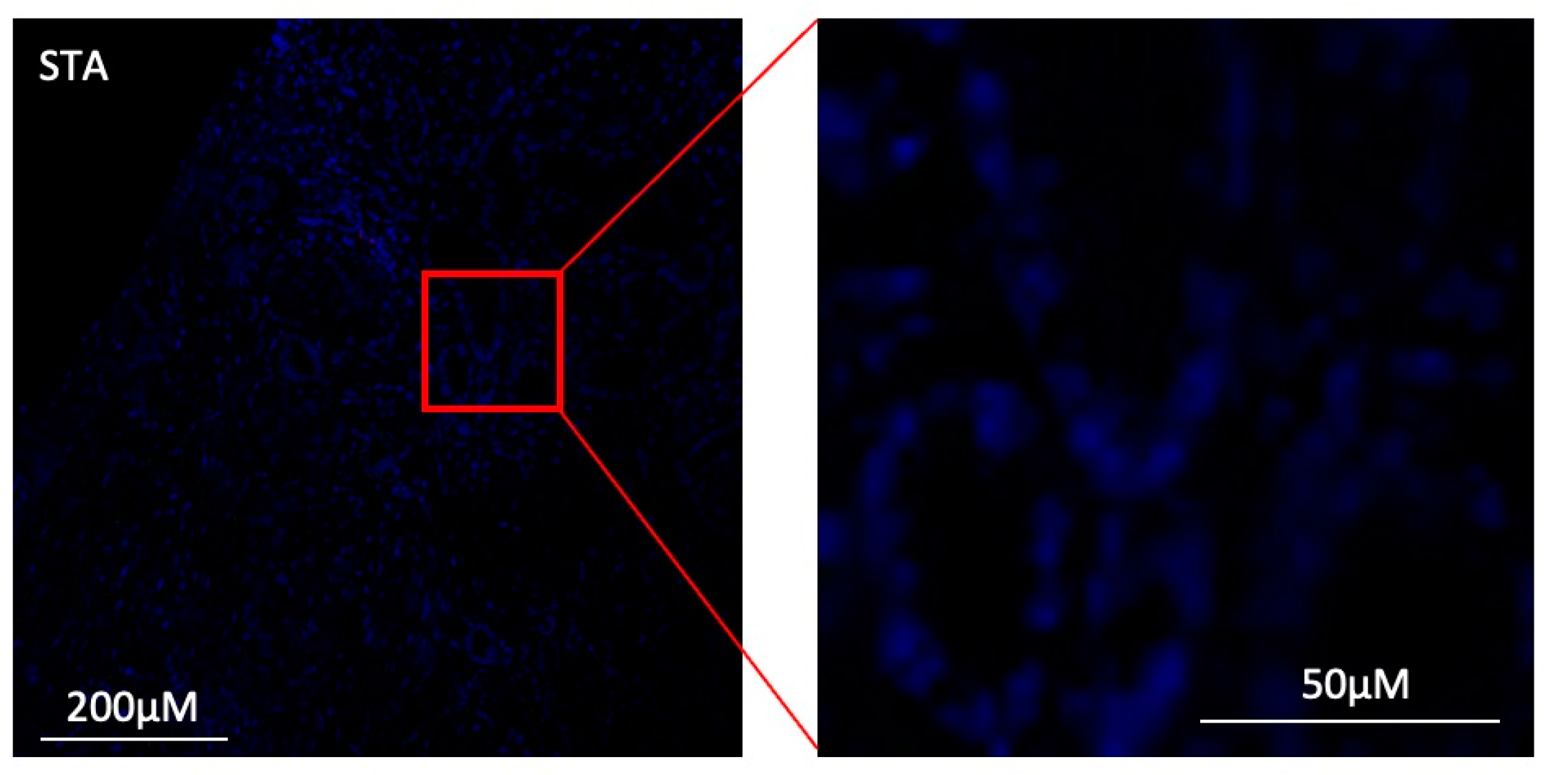 Cells 13 01287 g010b