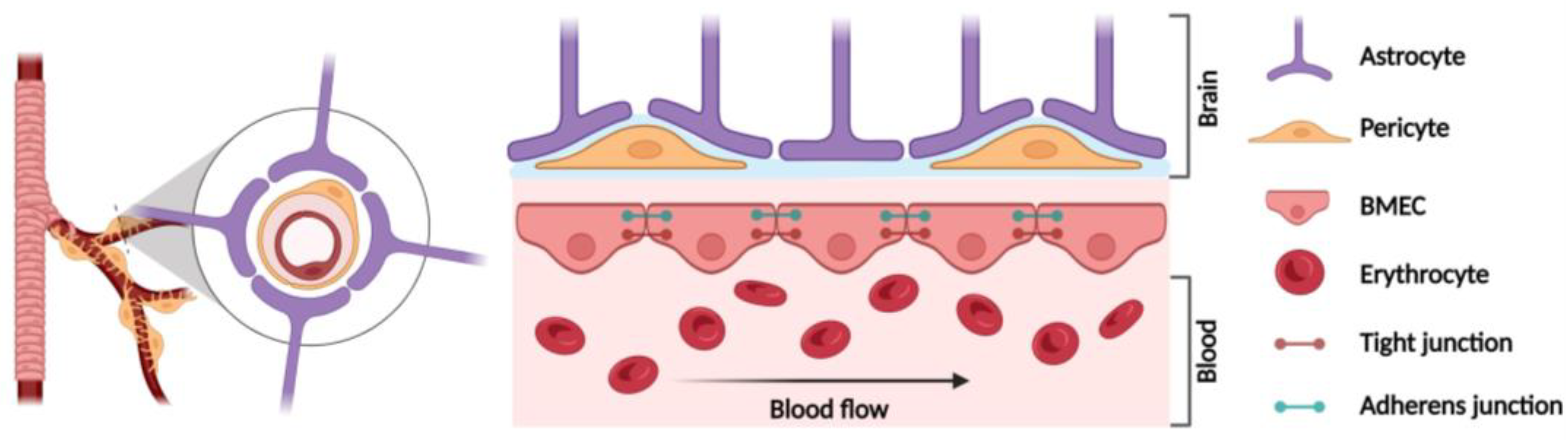Cells 13 01316 g001 Cells 13 01316 g001