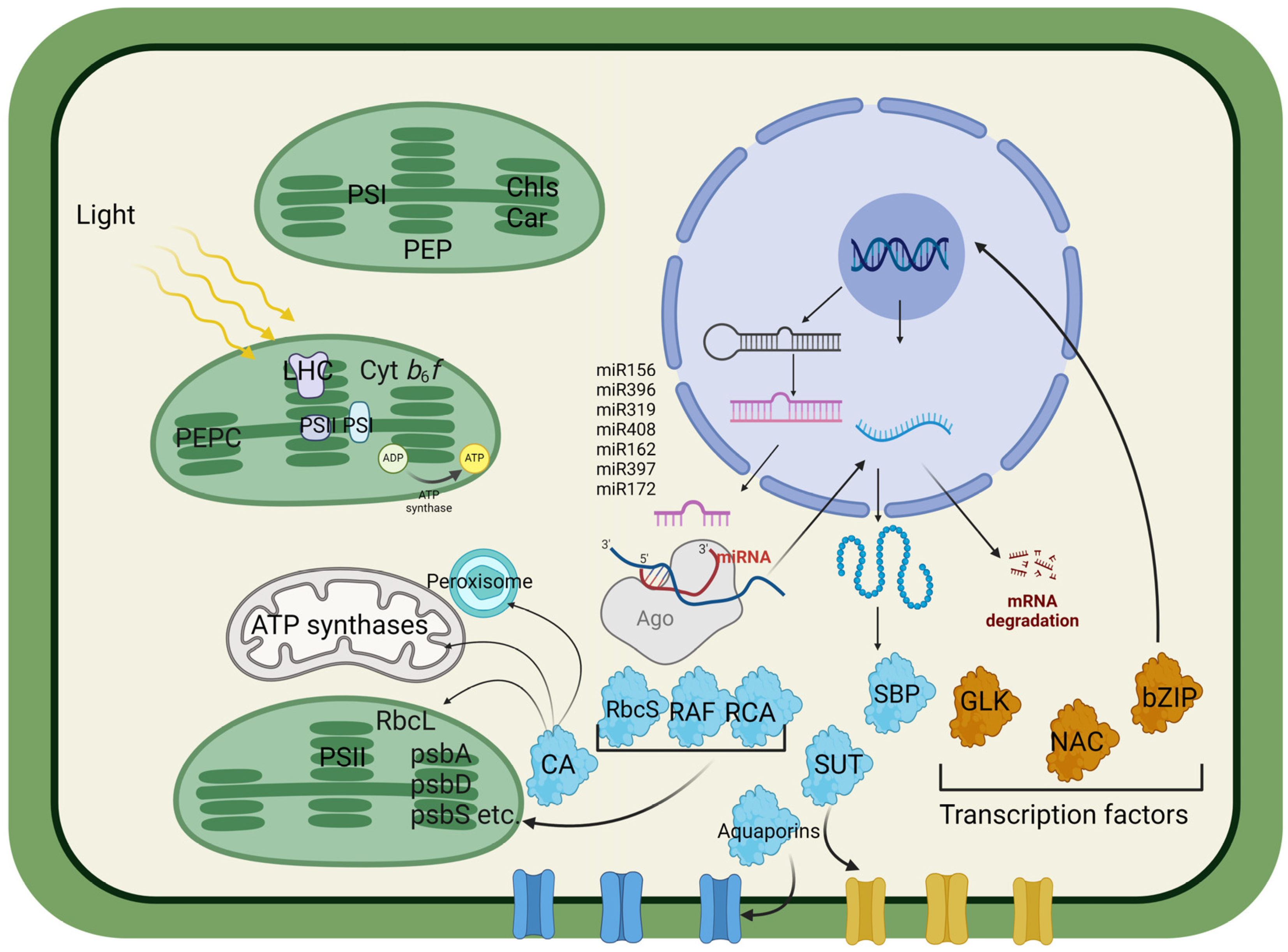 Cells 13 01319 g001 Cells 13 01319 g001