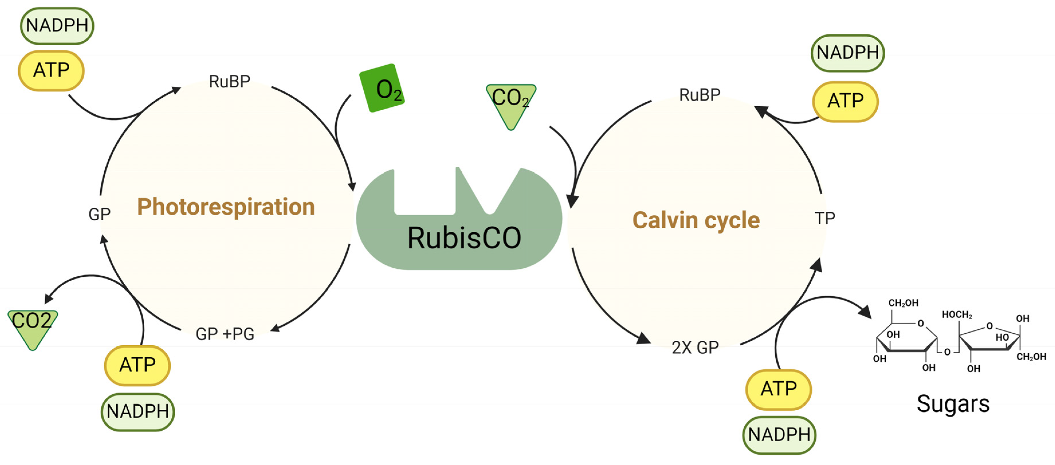 Cells 13 01319 g002 Cells 13 01319 g002