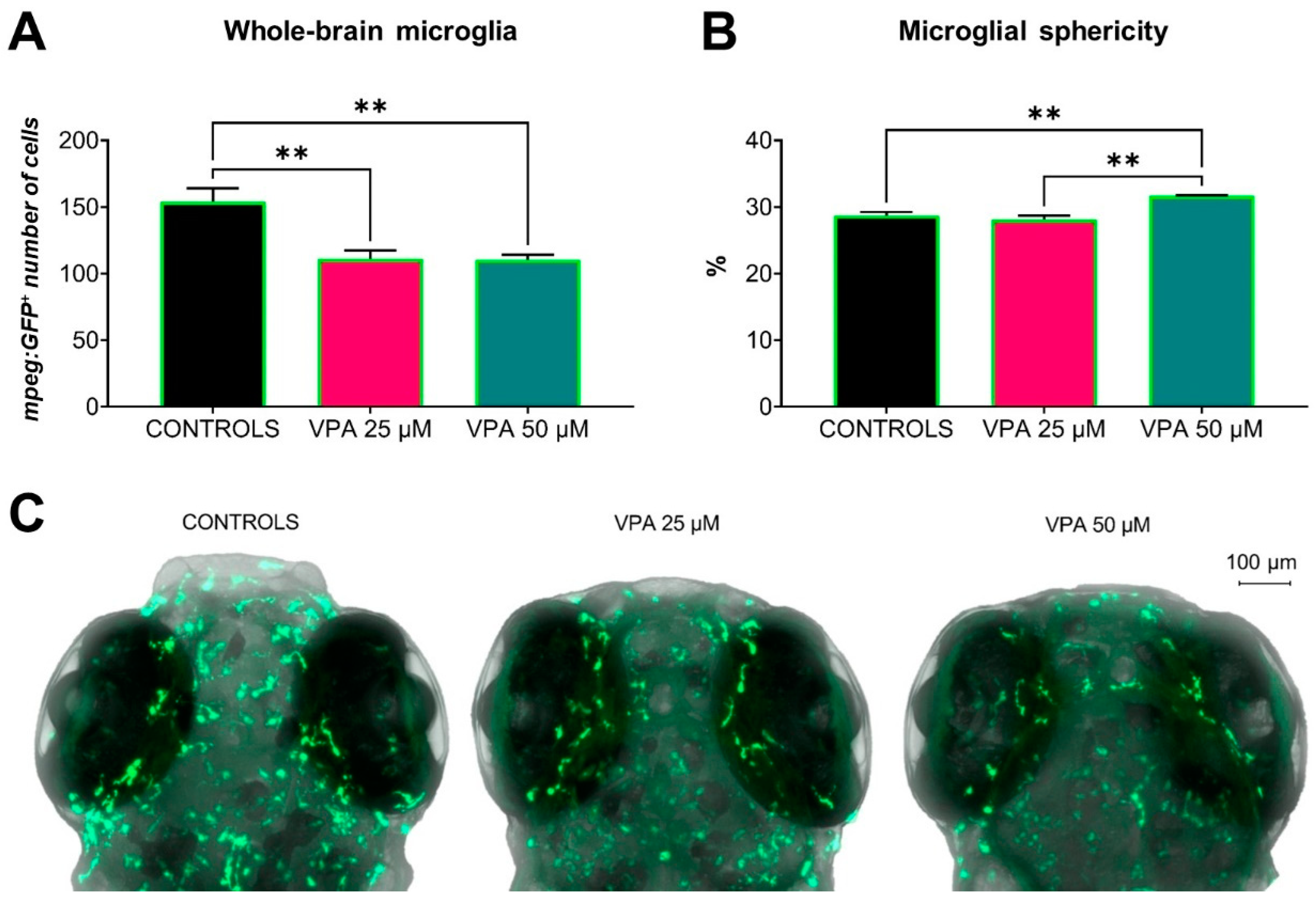 Cells 13 01349 g007 Cells 13 01349 g007