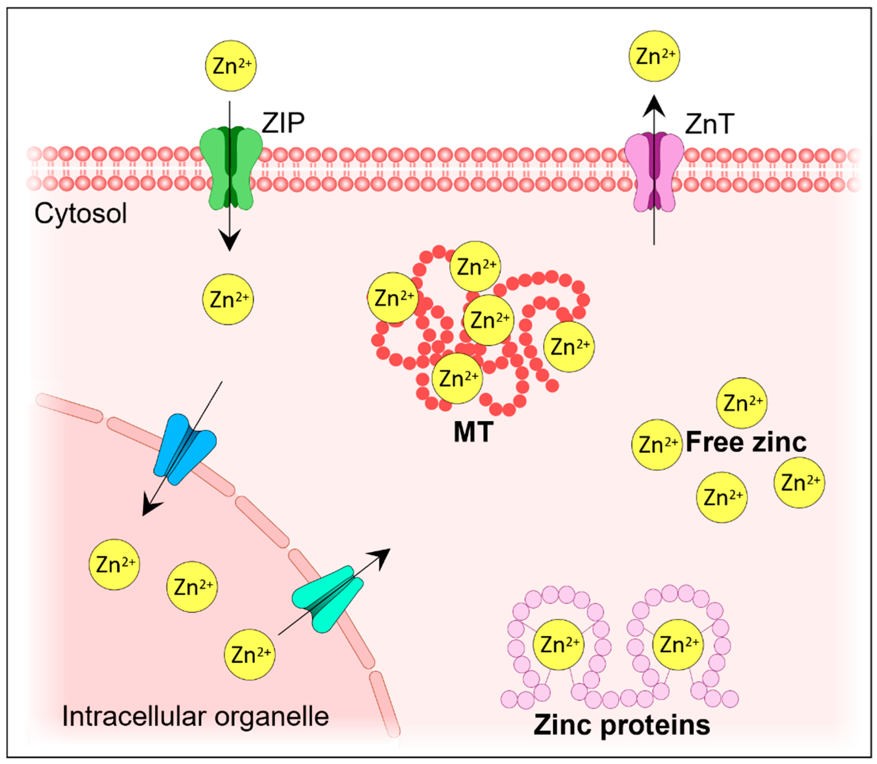 Cells 13 01359 g002 Cells 13 01359 g002
