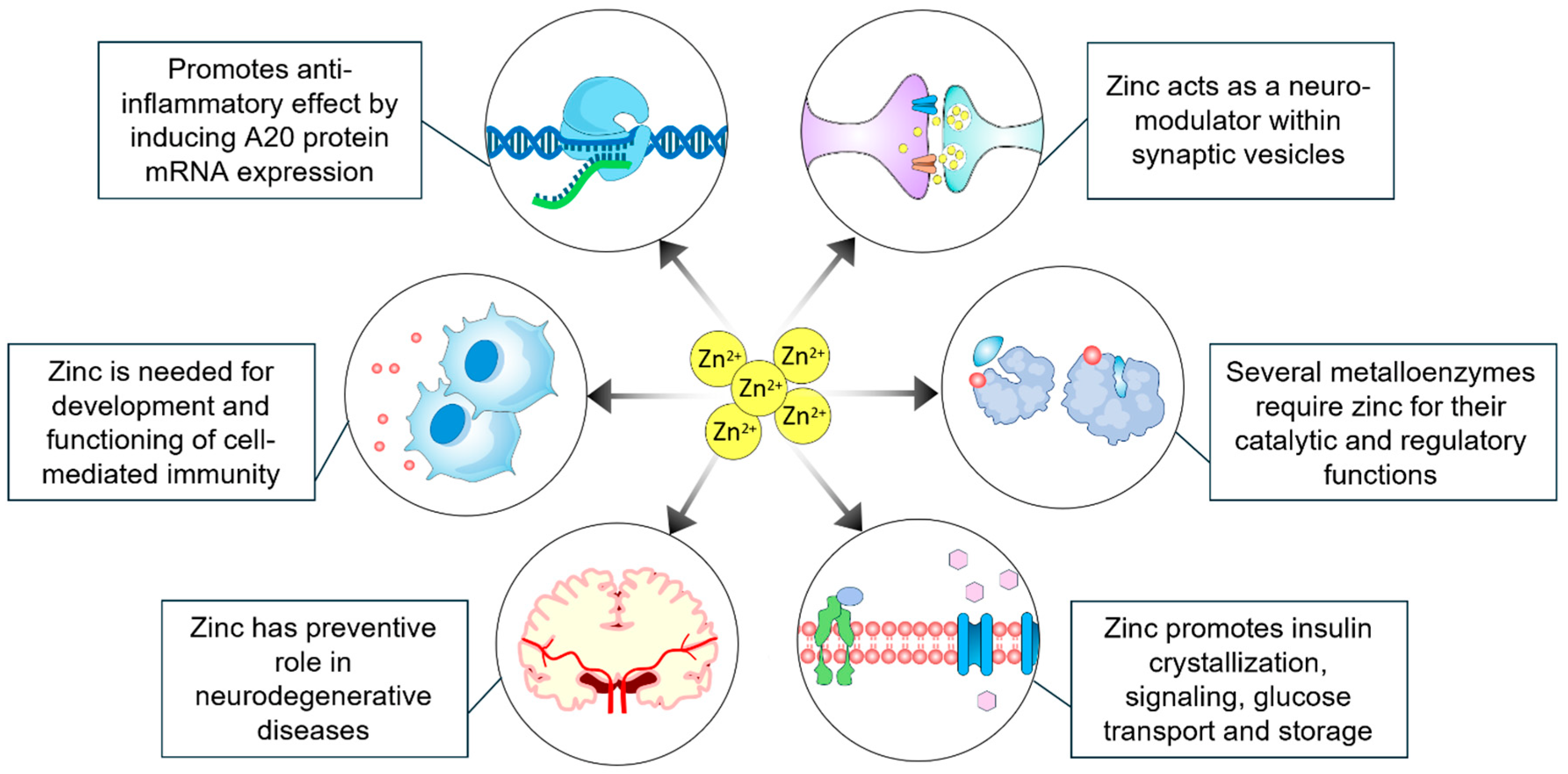 Cells 13 01359 g003 Cells 13 01359 g003