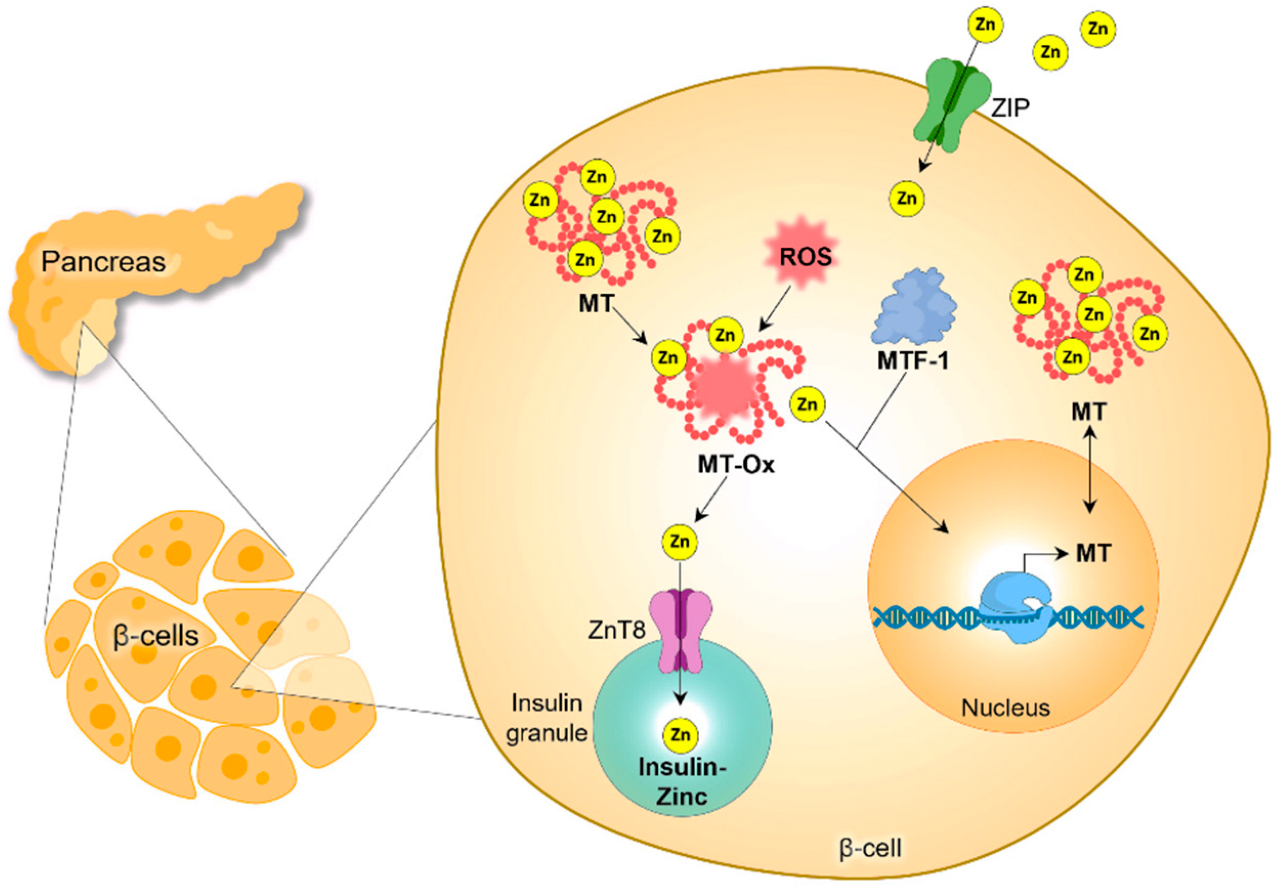 Cells 13 01359 g004 Cells 13 01359 g004