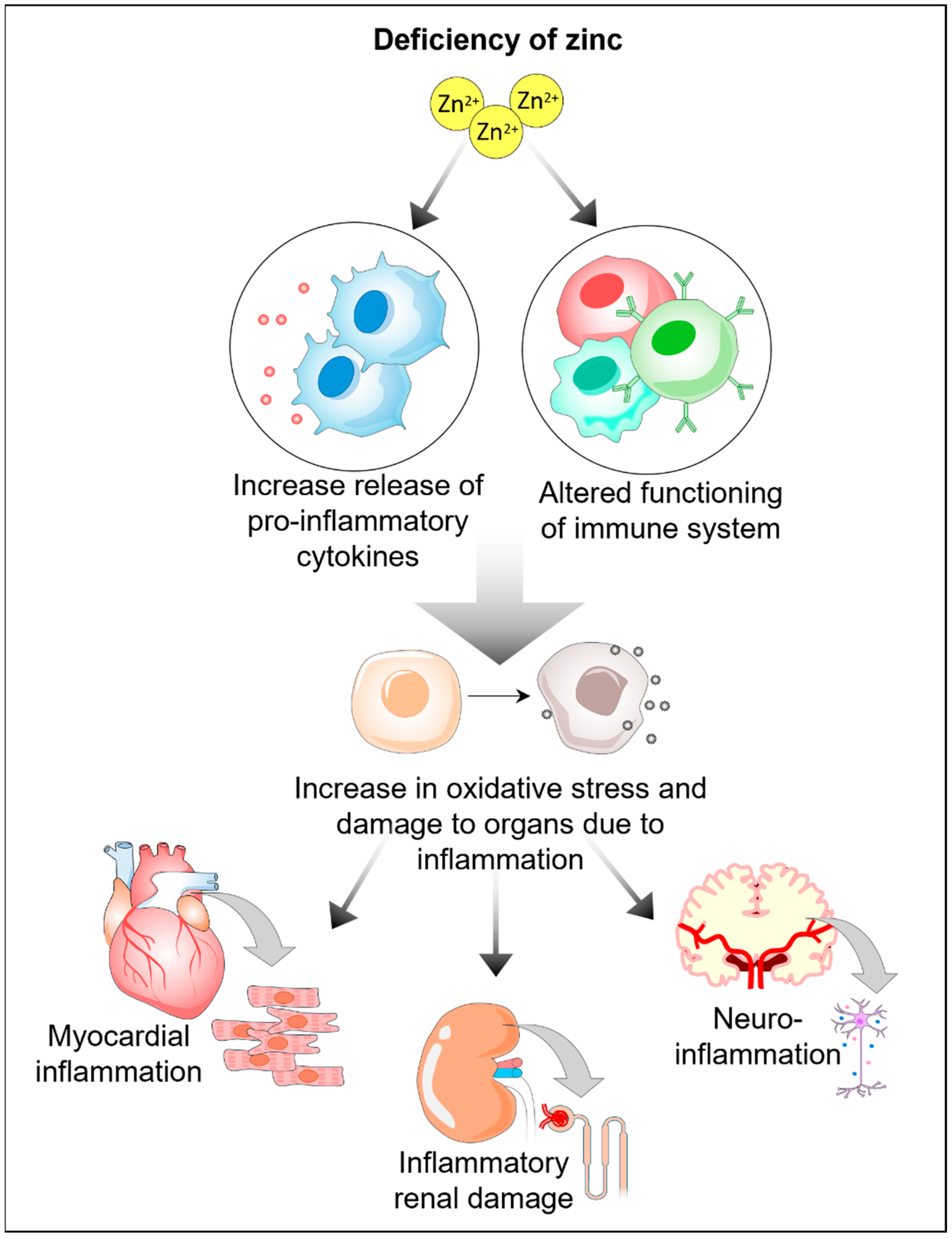 Cells 13 01359 g005 Cells 13 01359 g005