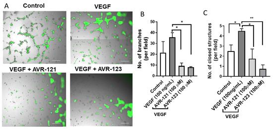 その他 M STING inhibition suppresses butachlor-induced splenic