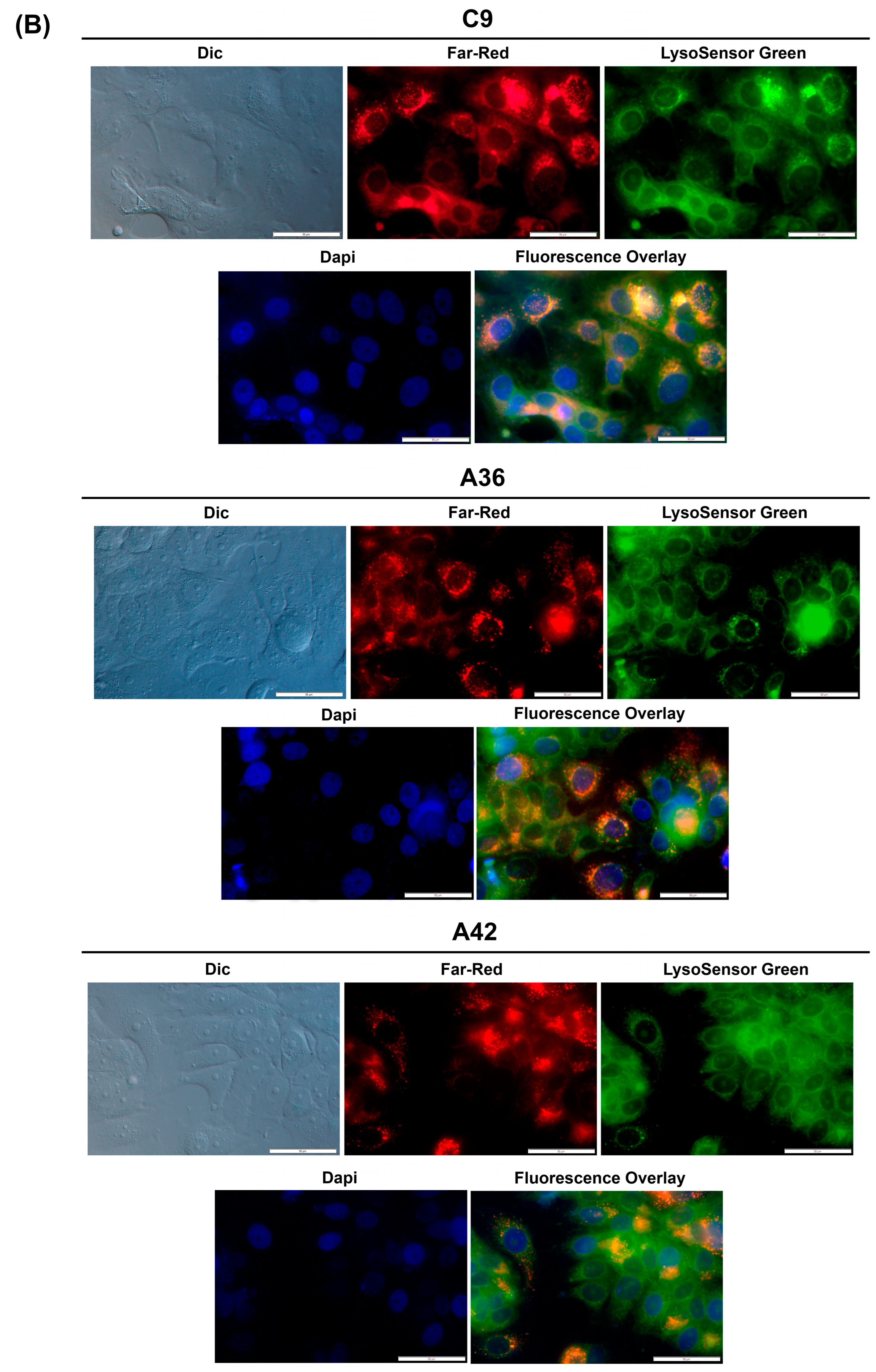 Cells 13 01385 g007b Cells 13 01385 g007b