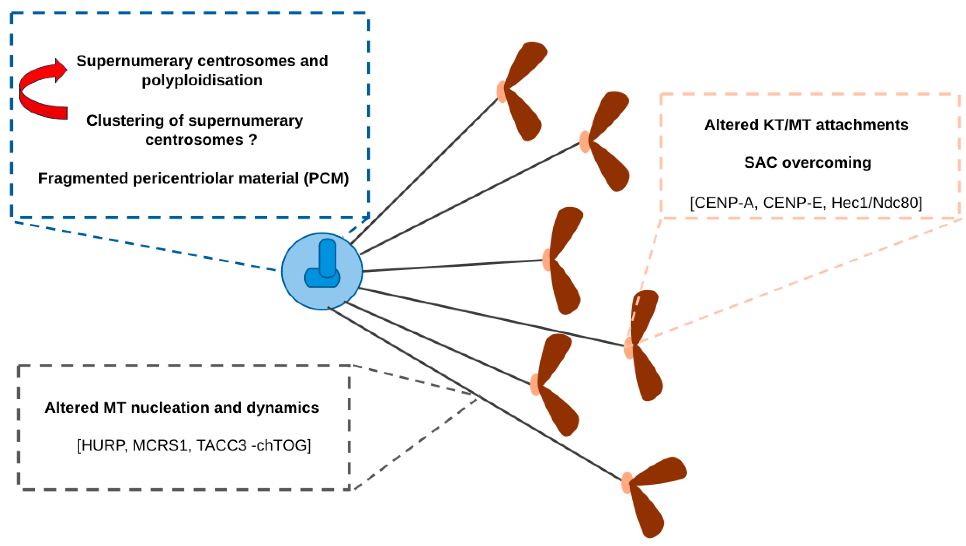 Contribution of AurkA/TPX2 Overexpression to Chromosomal