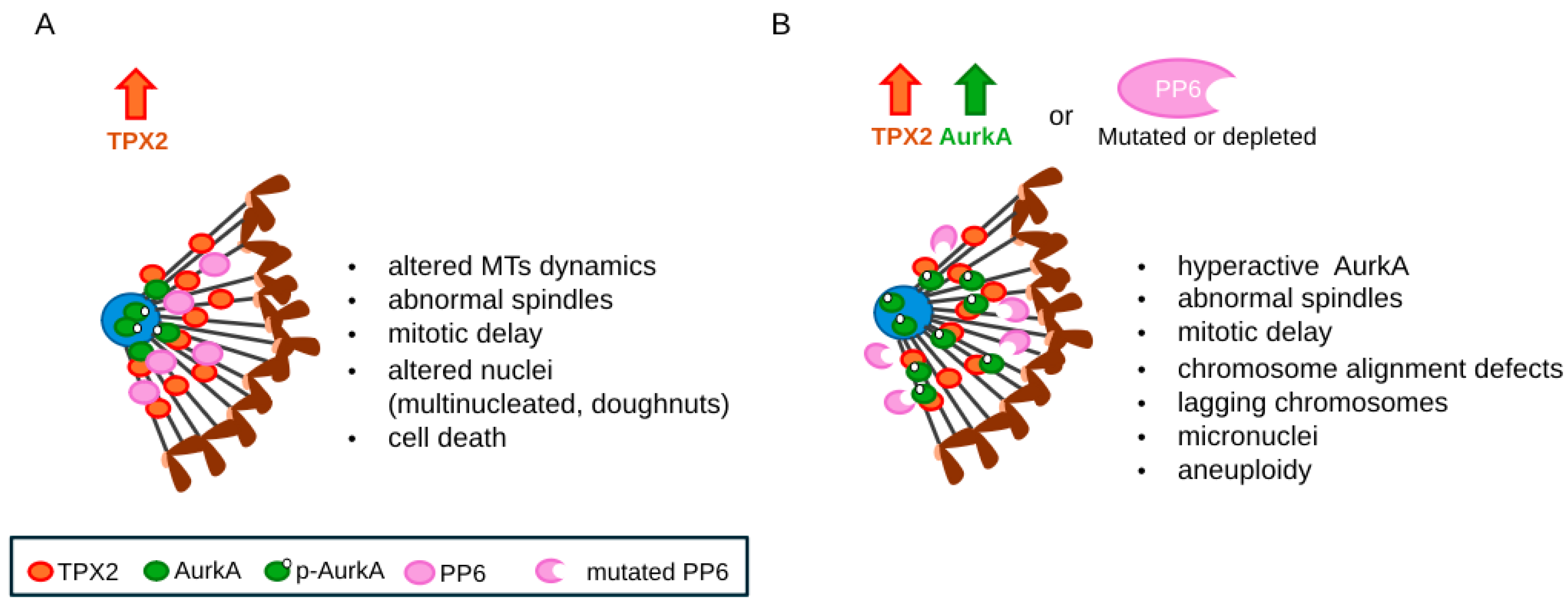 Cells 13 01397 g002 Cells 13 01397 g002