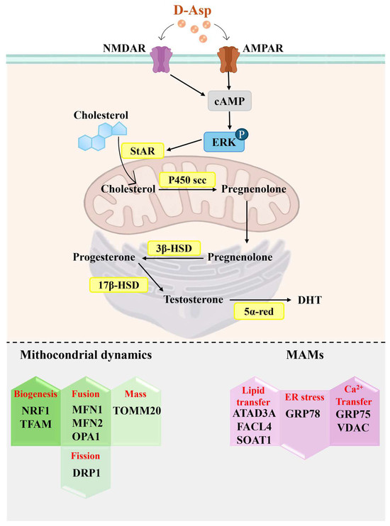 New Insights into D-Aspartate Signaling in Testicular Activity