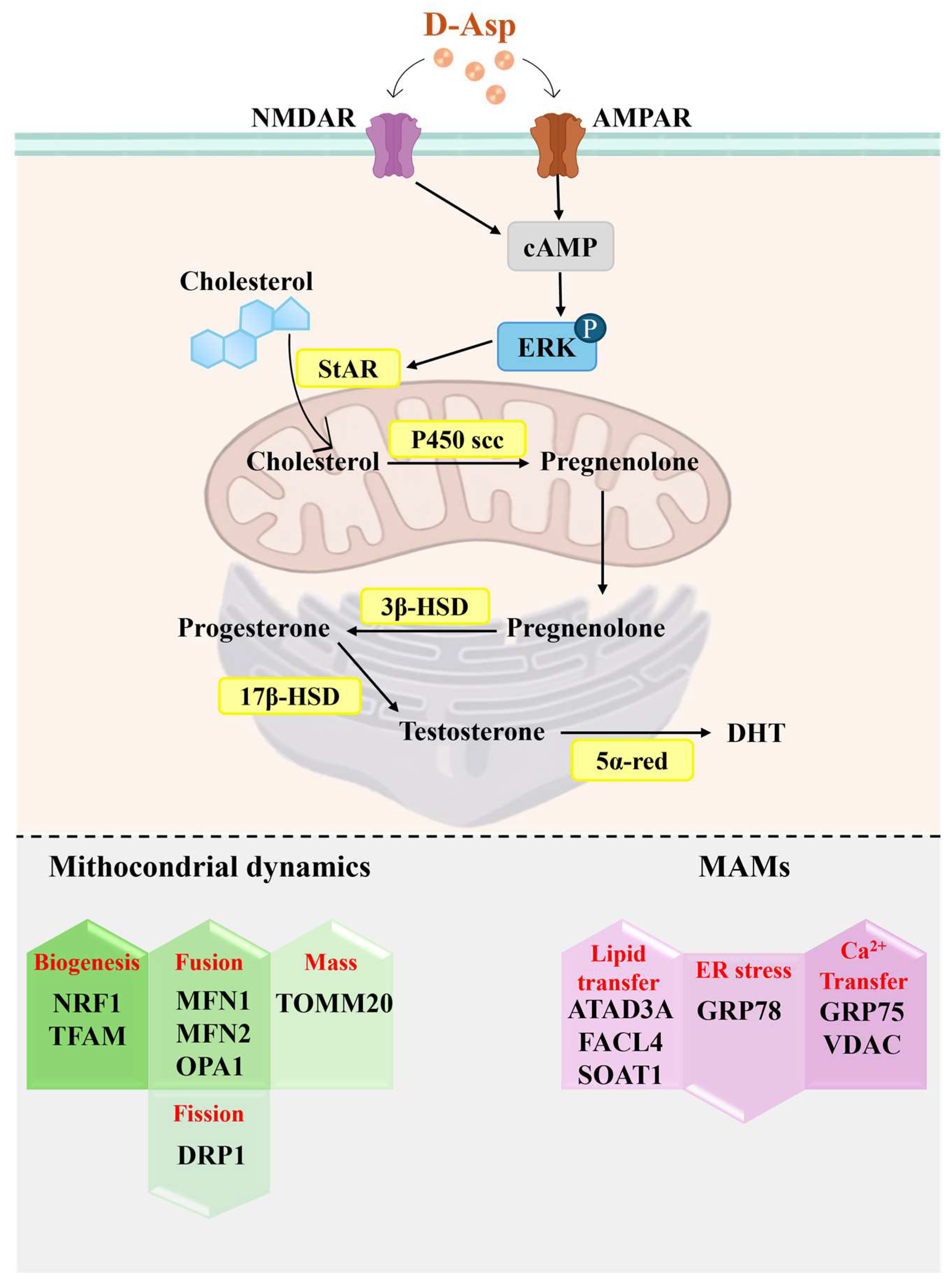 New Insights into D-Aspartate Signaling in Testicular Activity