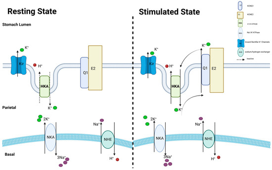 The Multifunctional Role of KCNE2: From Cardiac Arrhythmia to