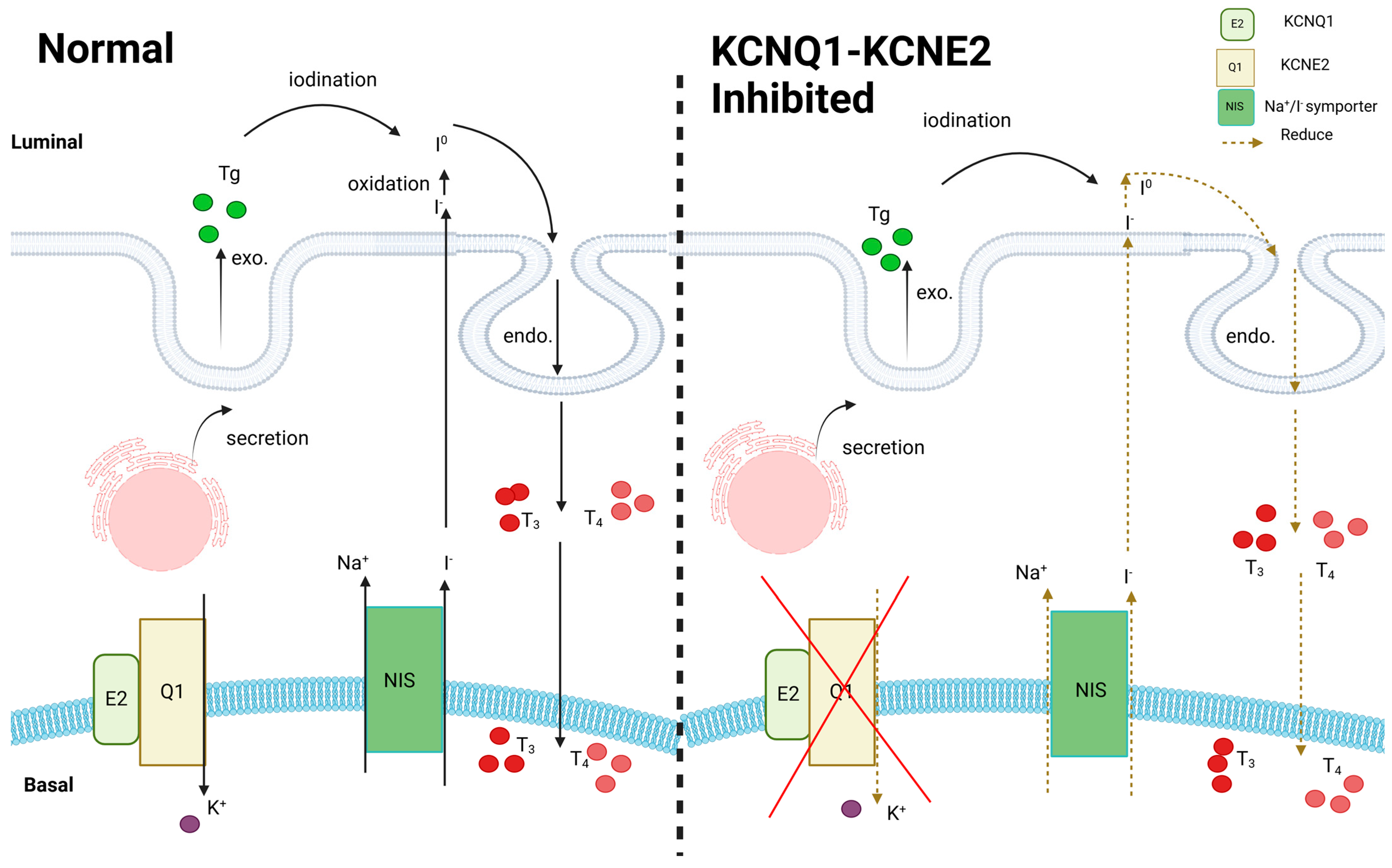 Cells 13 01409 g004 Cells 13 01409 g004