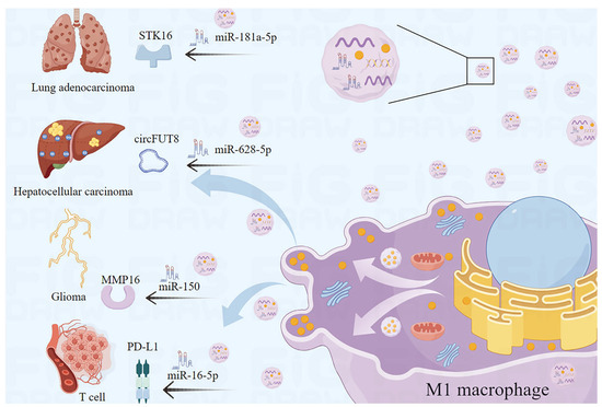 Roles of M1 Macrophages and Their Extracellular Vesicles in
