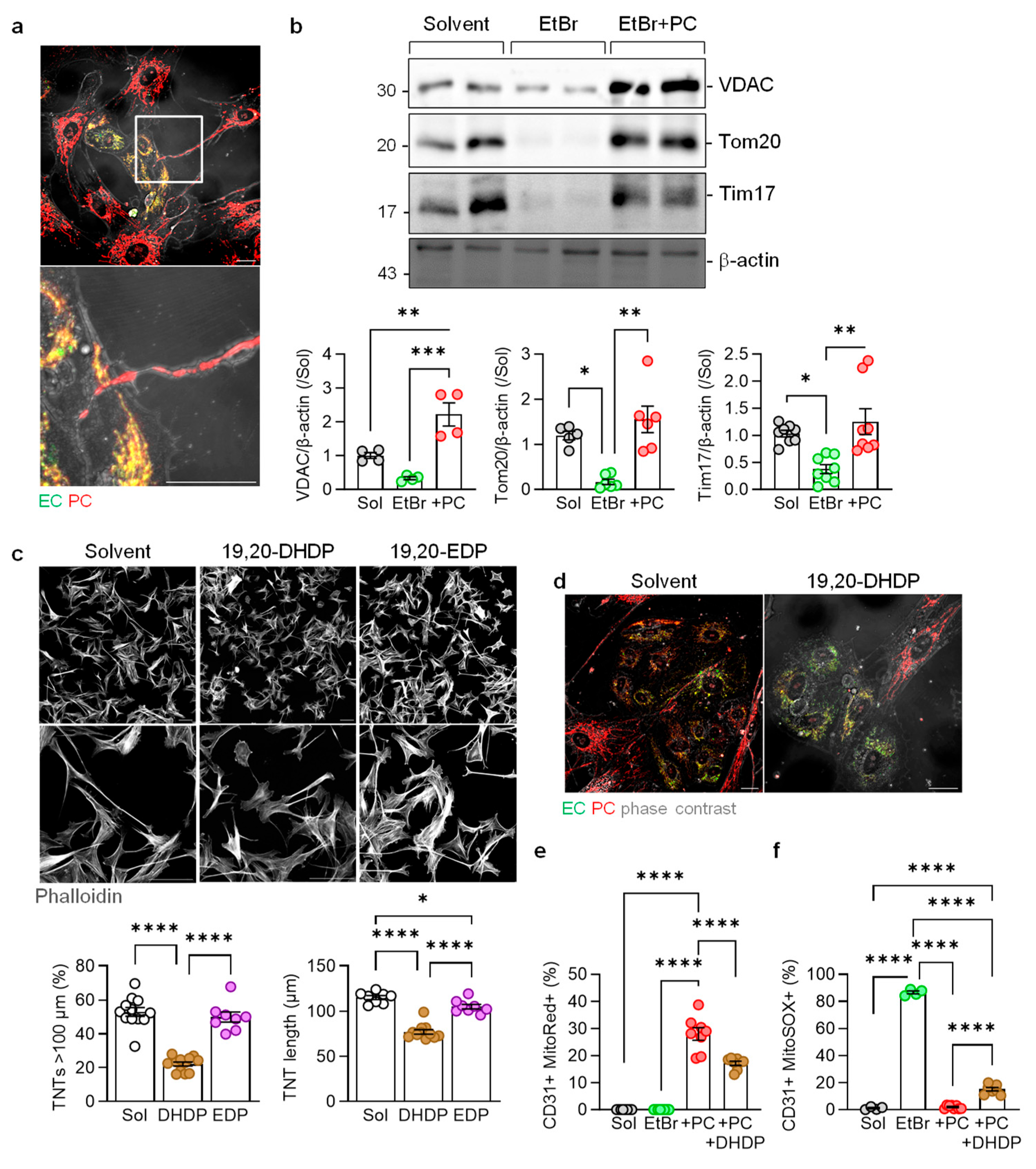 Cells 13 01429 g005 Cells 13 01429 g005