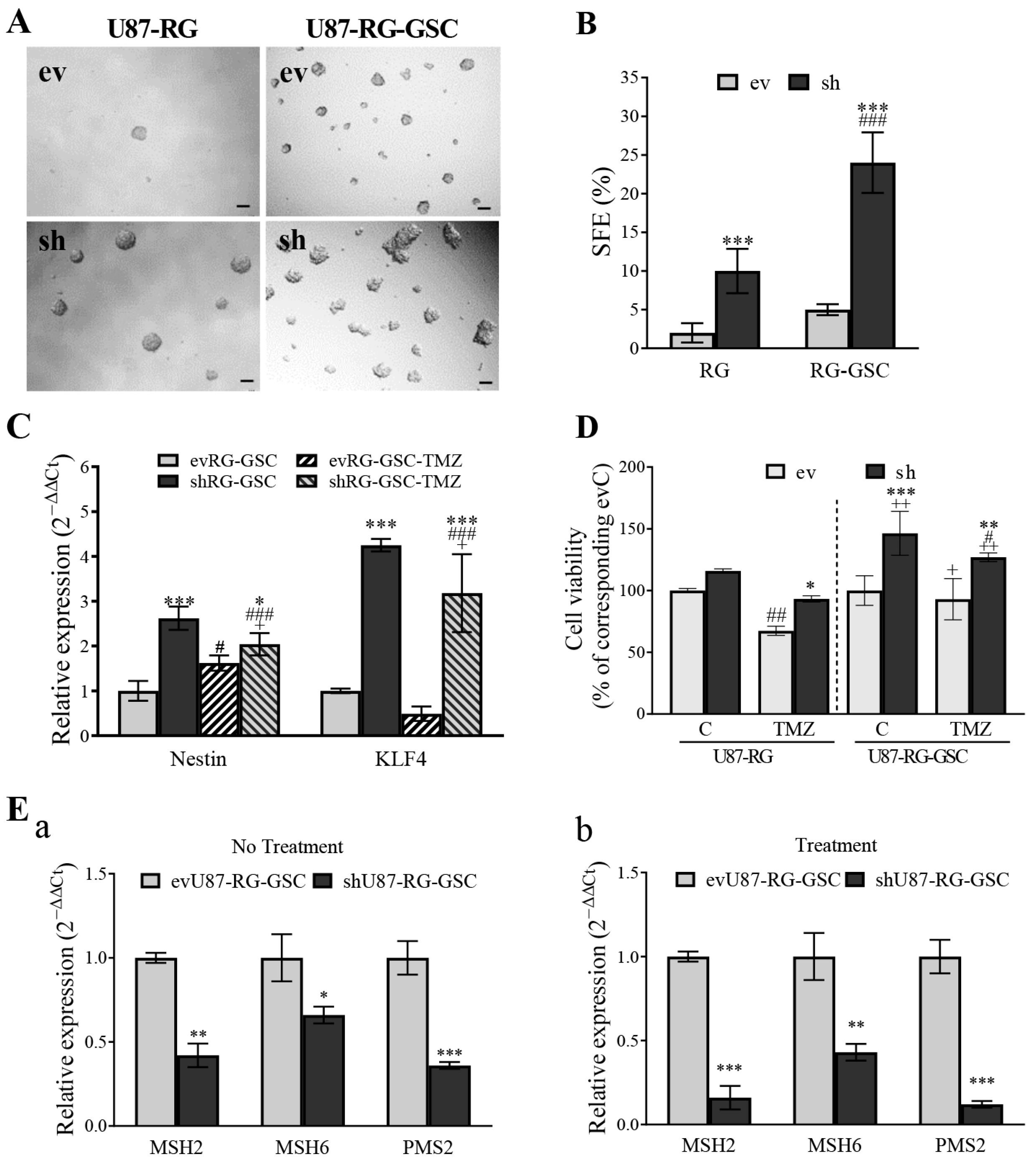 Cells 13 01442 g008 Cells 13 01442 g008