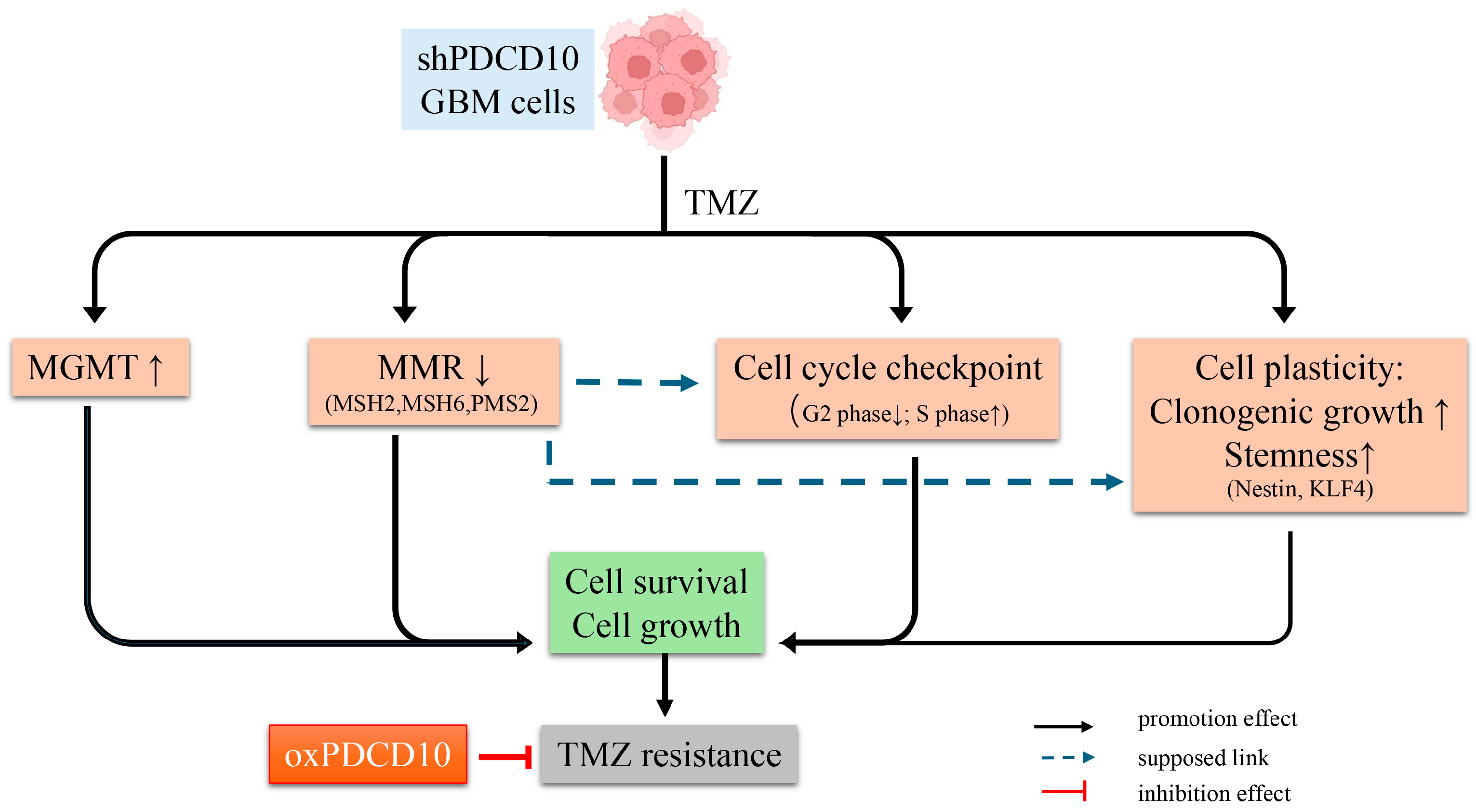 Cells 13 01442 g009 Cells 13 01442 g009