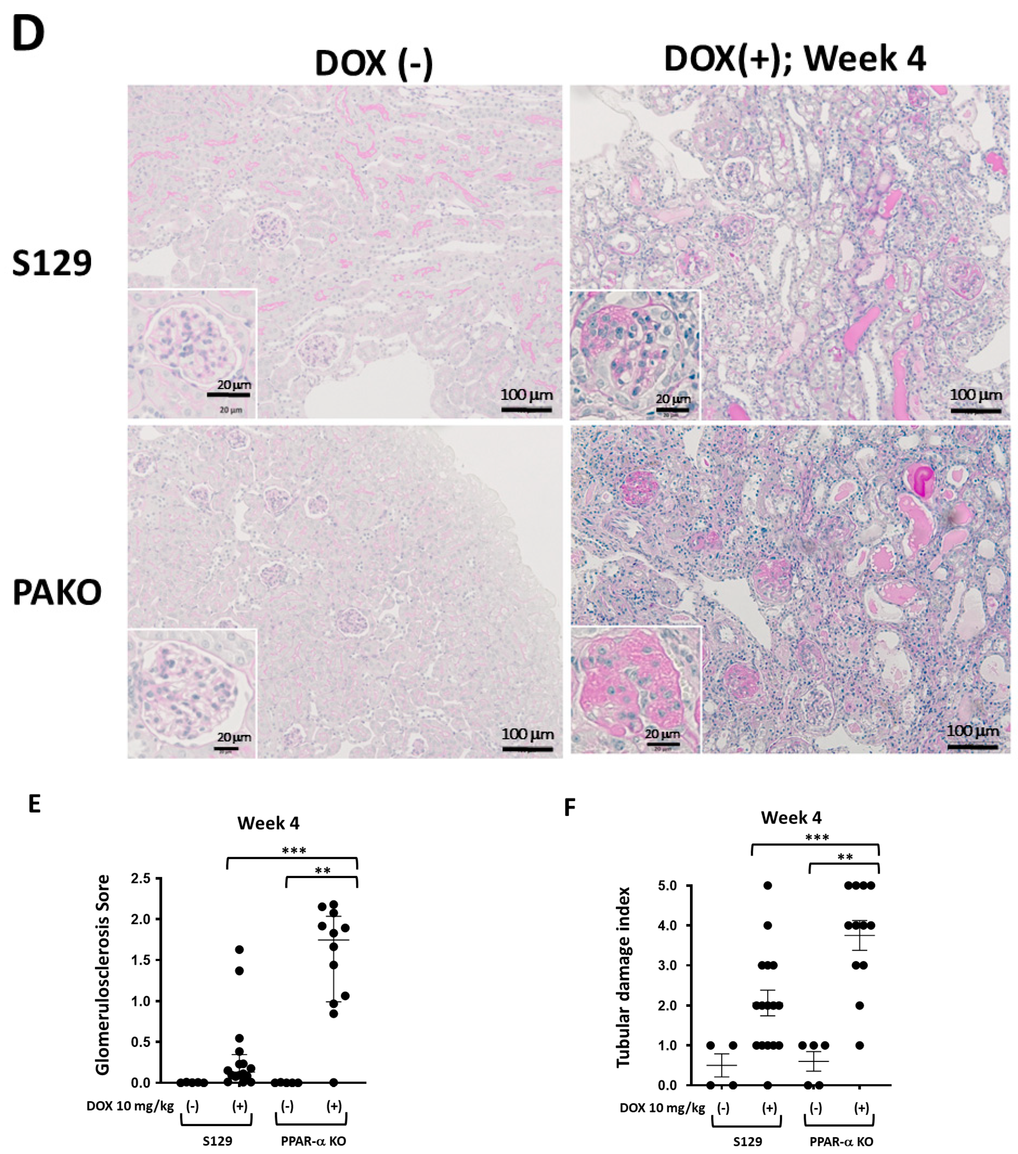 Cells 13 01446 g004b