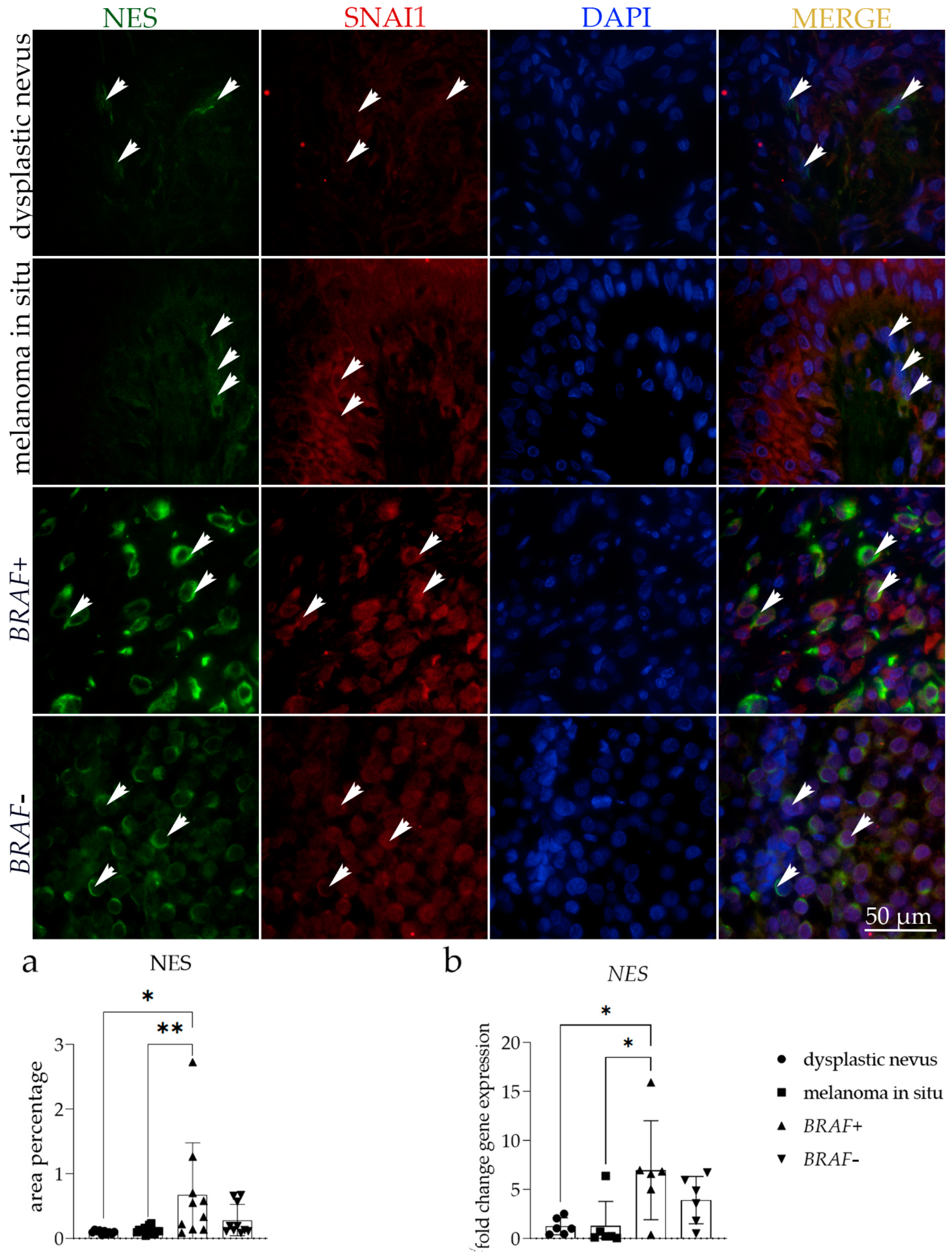 Cells 13 01450 g003