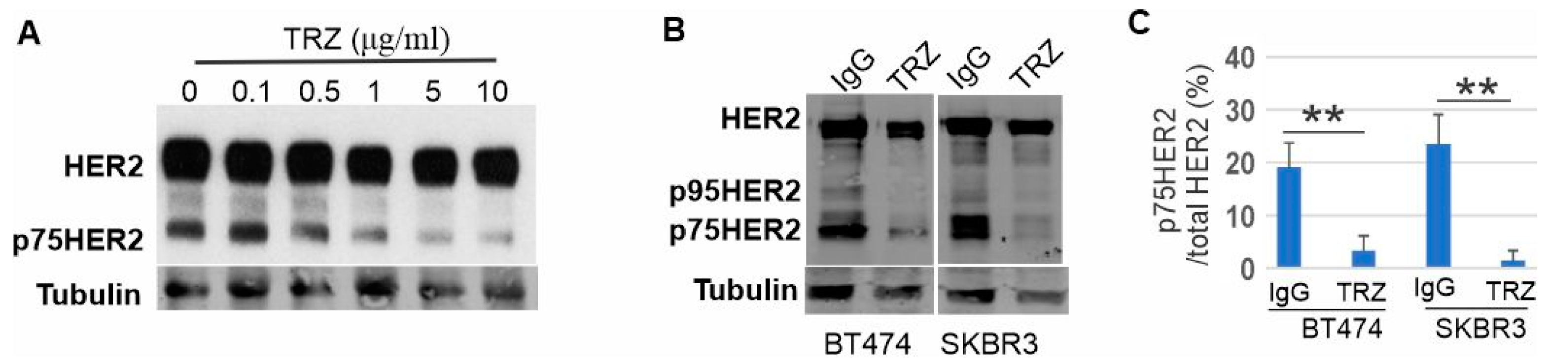 Cells 13 01452 g003 Cells 13 01452 g003