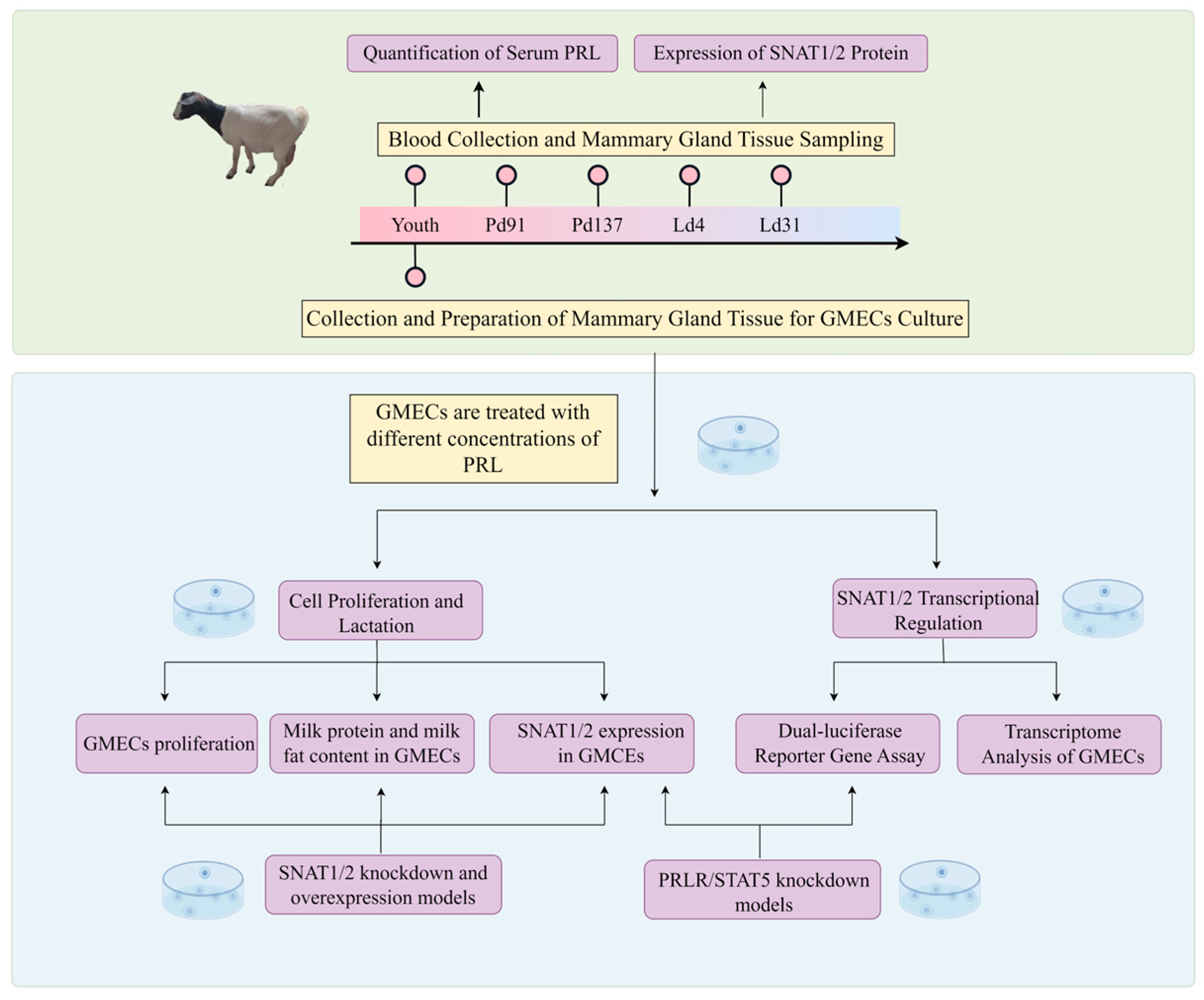 Cells 13 01461 g001 Cells 13 01461 g001