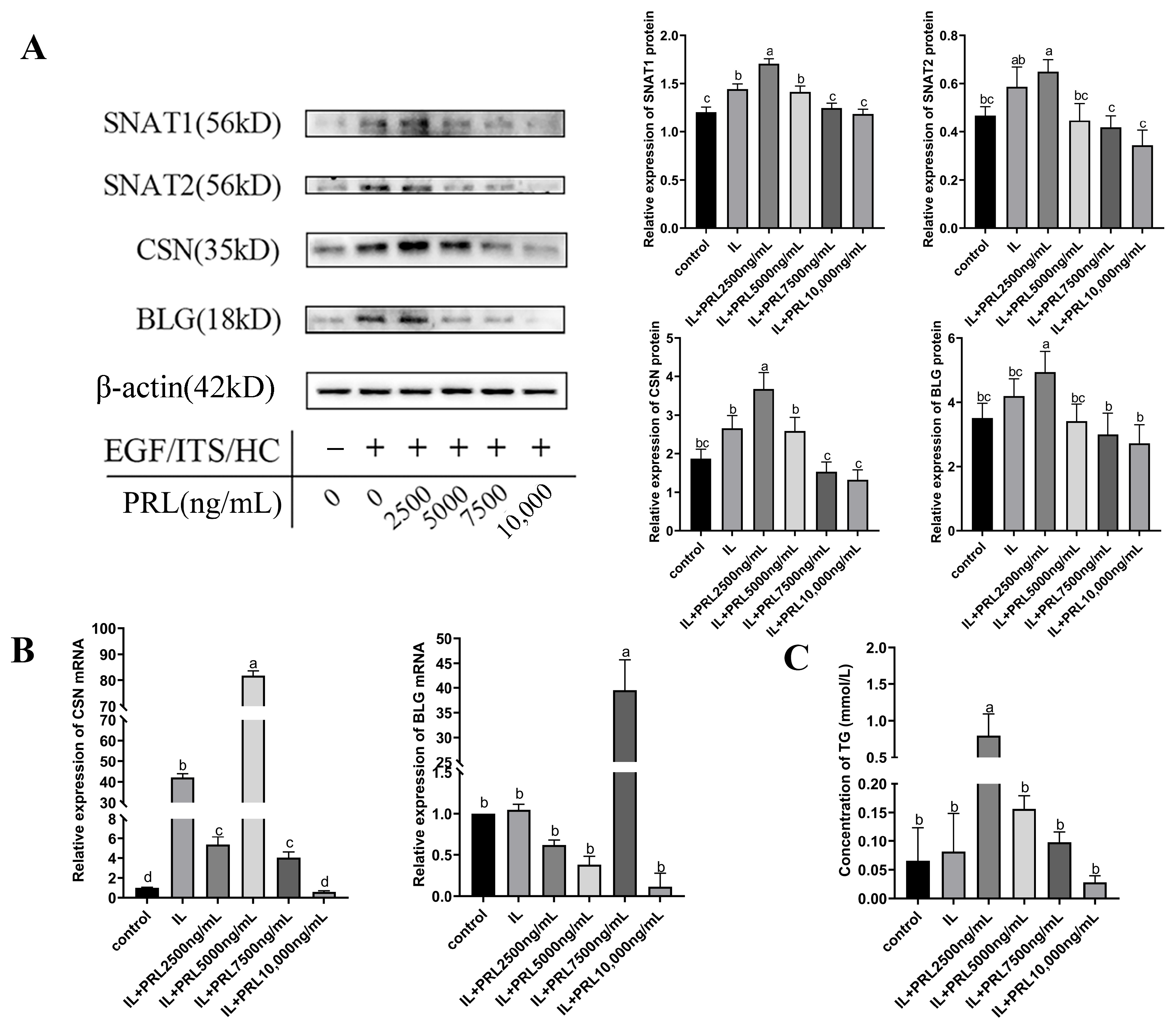 Cells 13 01461 g004 Cells 13 01461 g004