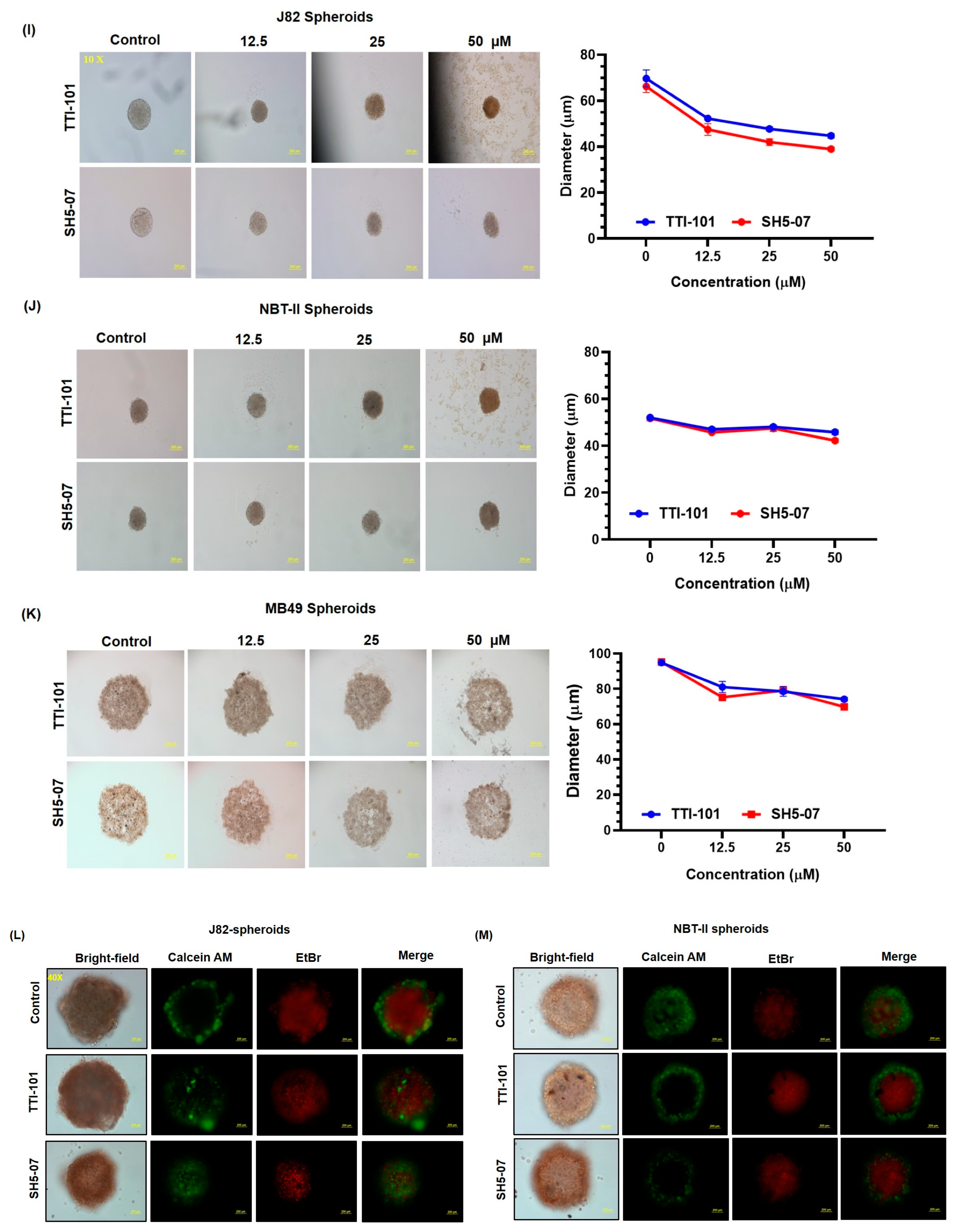 Cells 13 01463 g002b