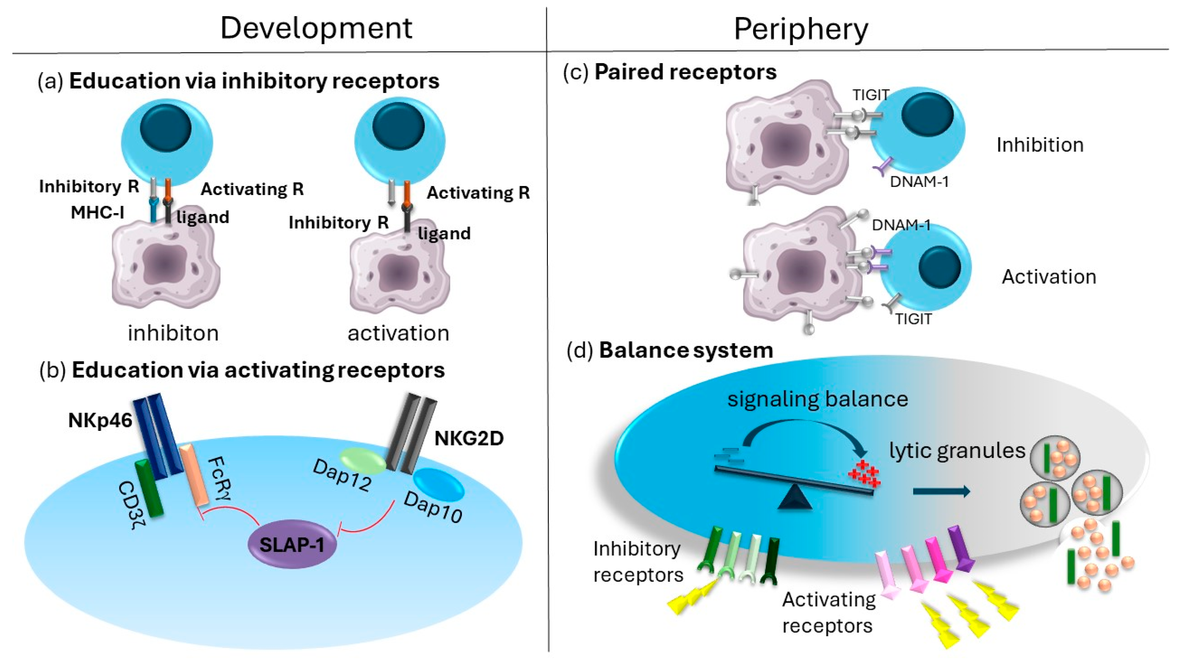 Cells 13 01464 g002 Cells 13 01464 g002