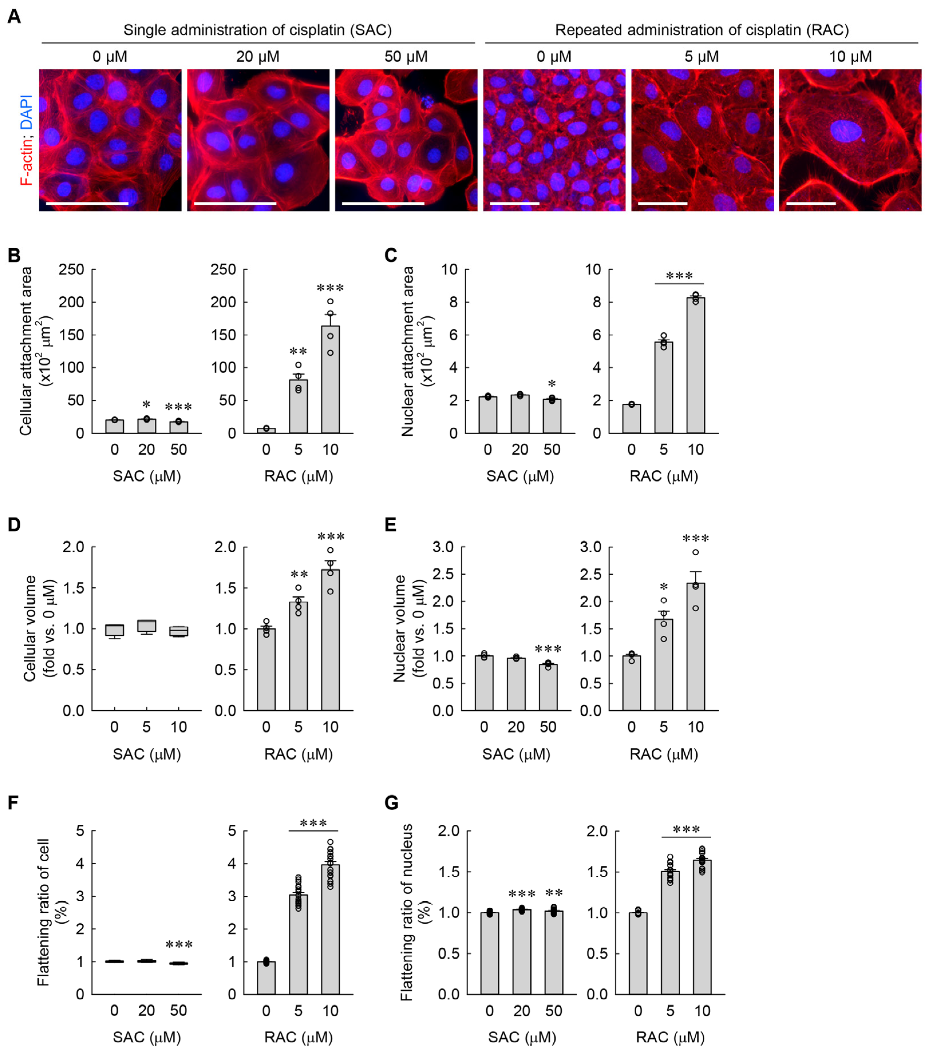 Cells 13 01475 g002 Cells 13 01475 g002