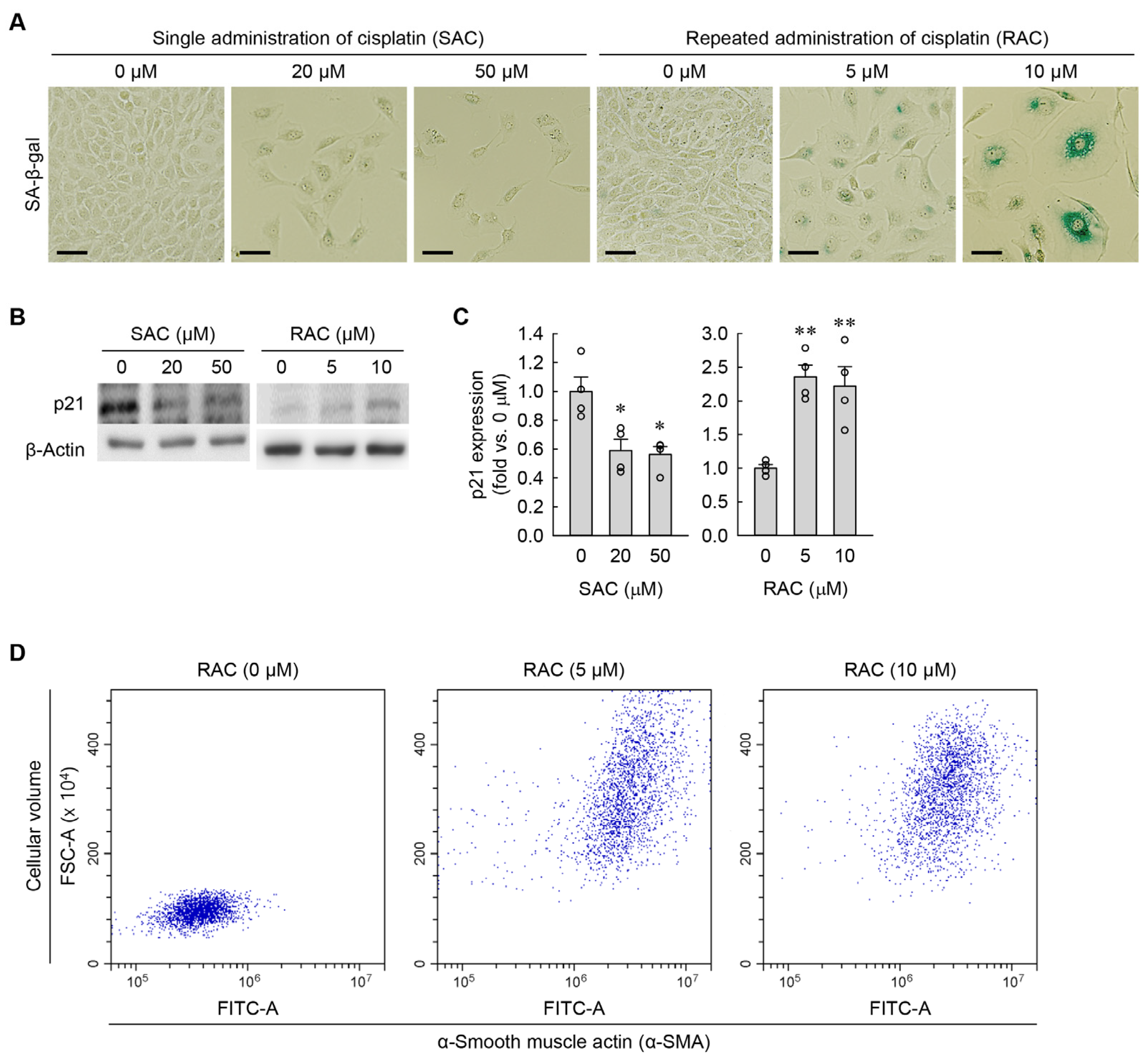 Cells 13 01475 g003 Cells 13 01475 g003
