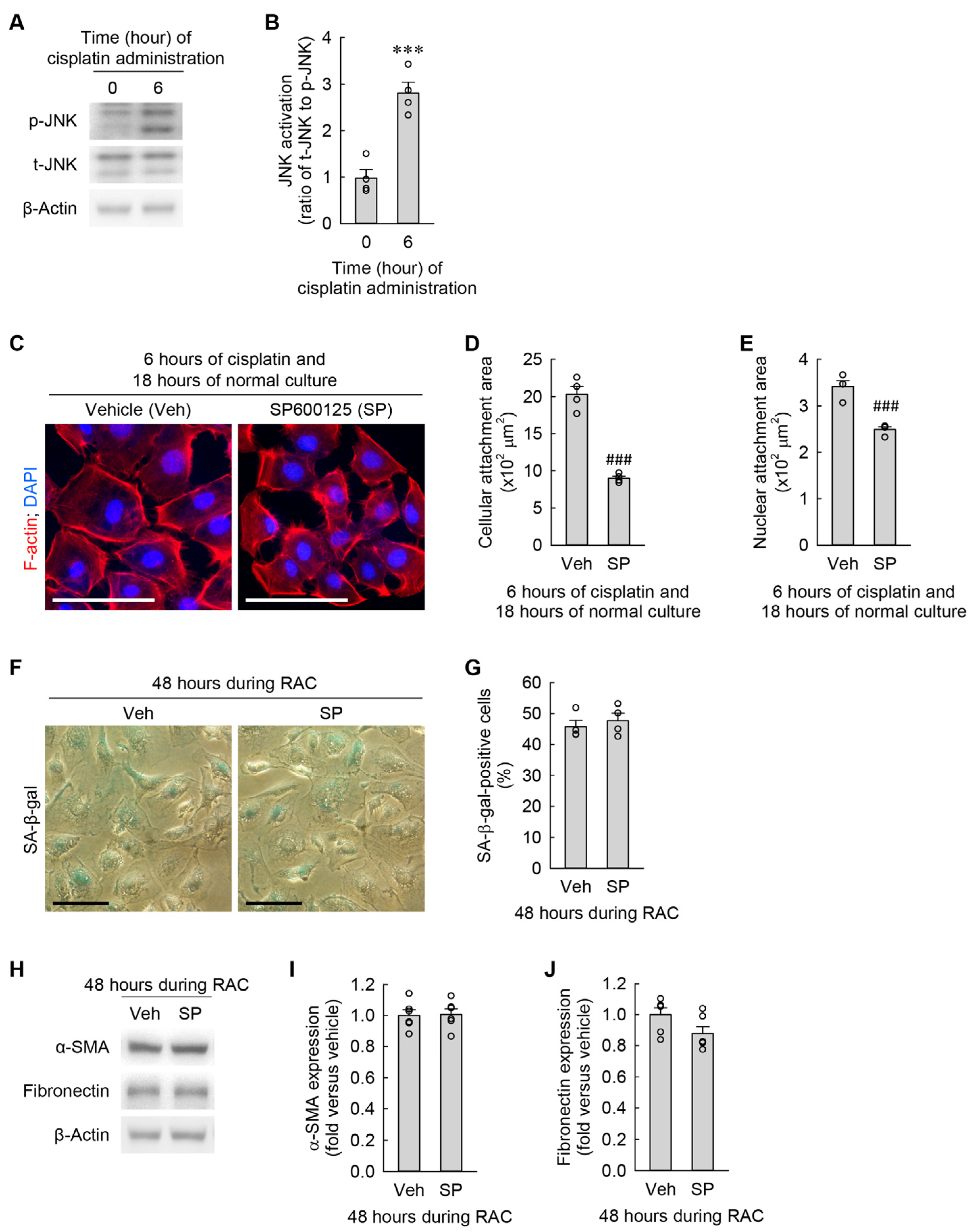 Cells 13 01475 g006 Cells 13 01475 g006