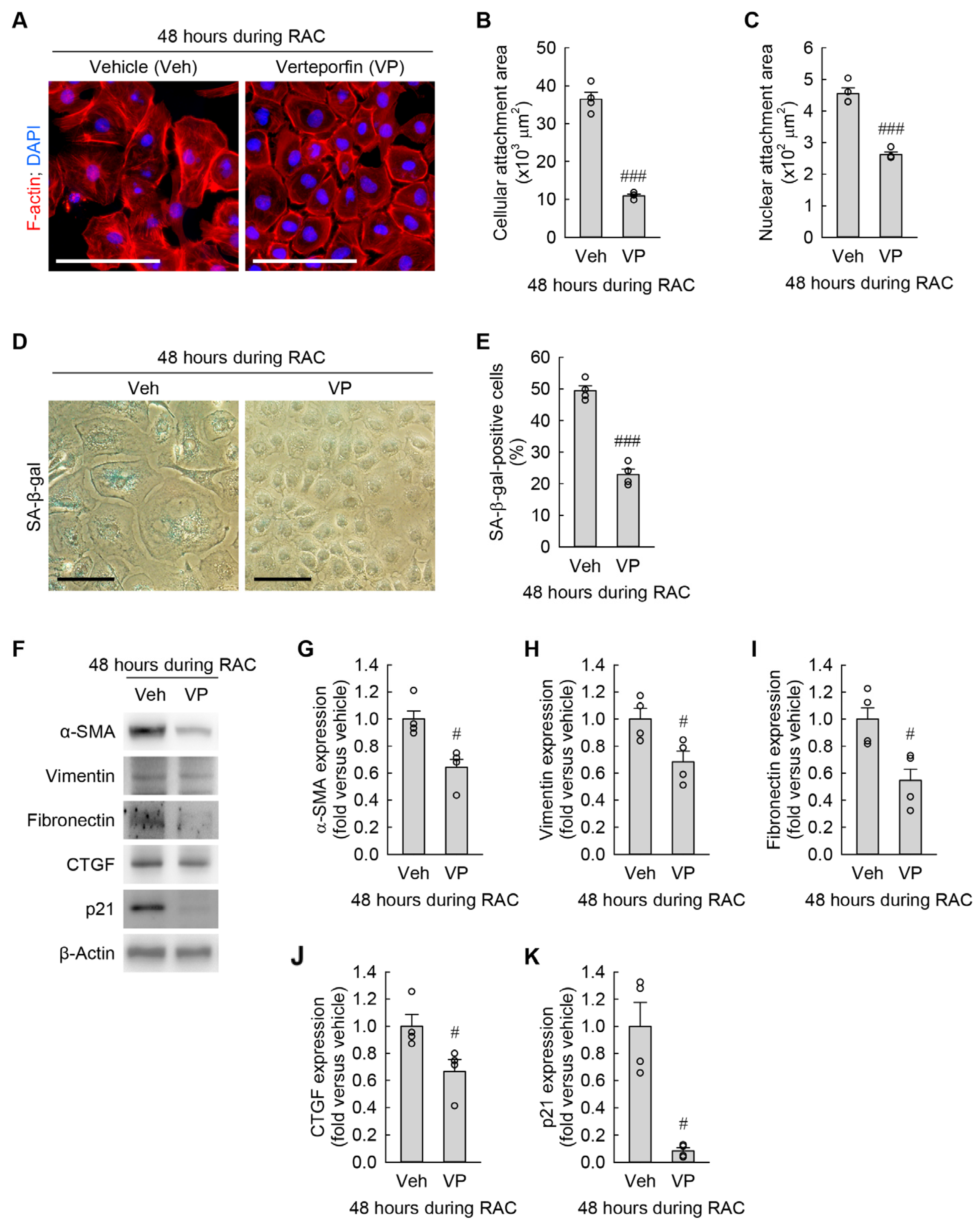 Cells 13 01475 g008 Cells 13 01475 g008