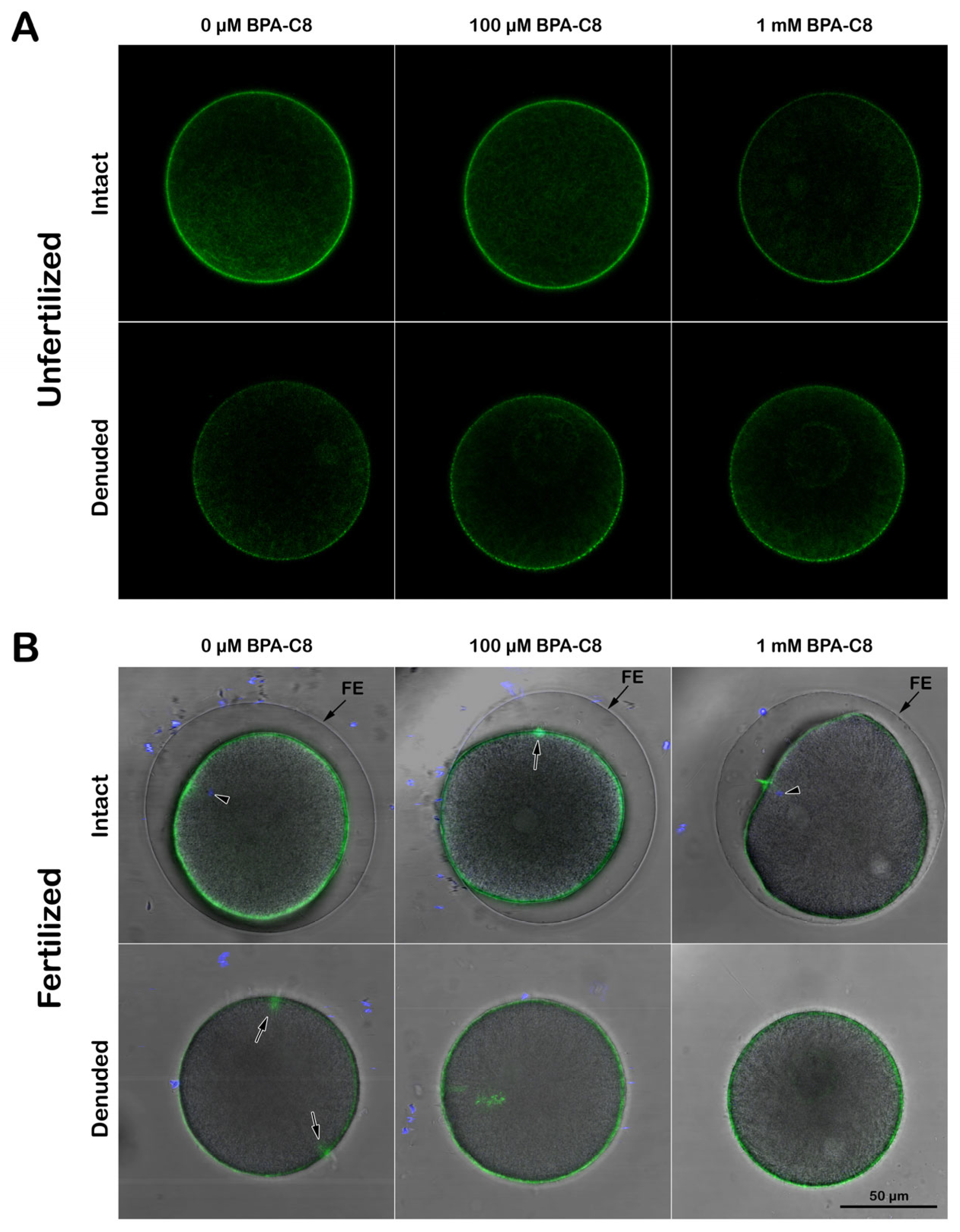 Cells 13 01477 g005 Cells 13 01477 g005