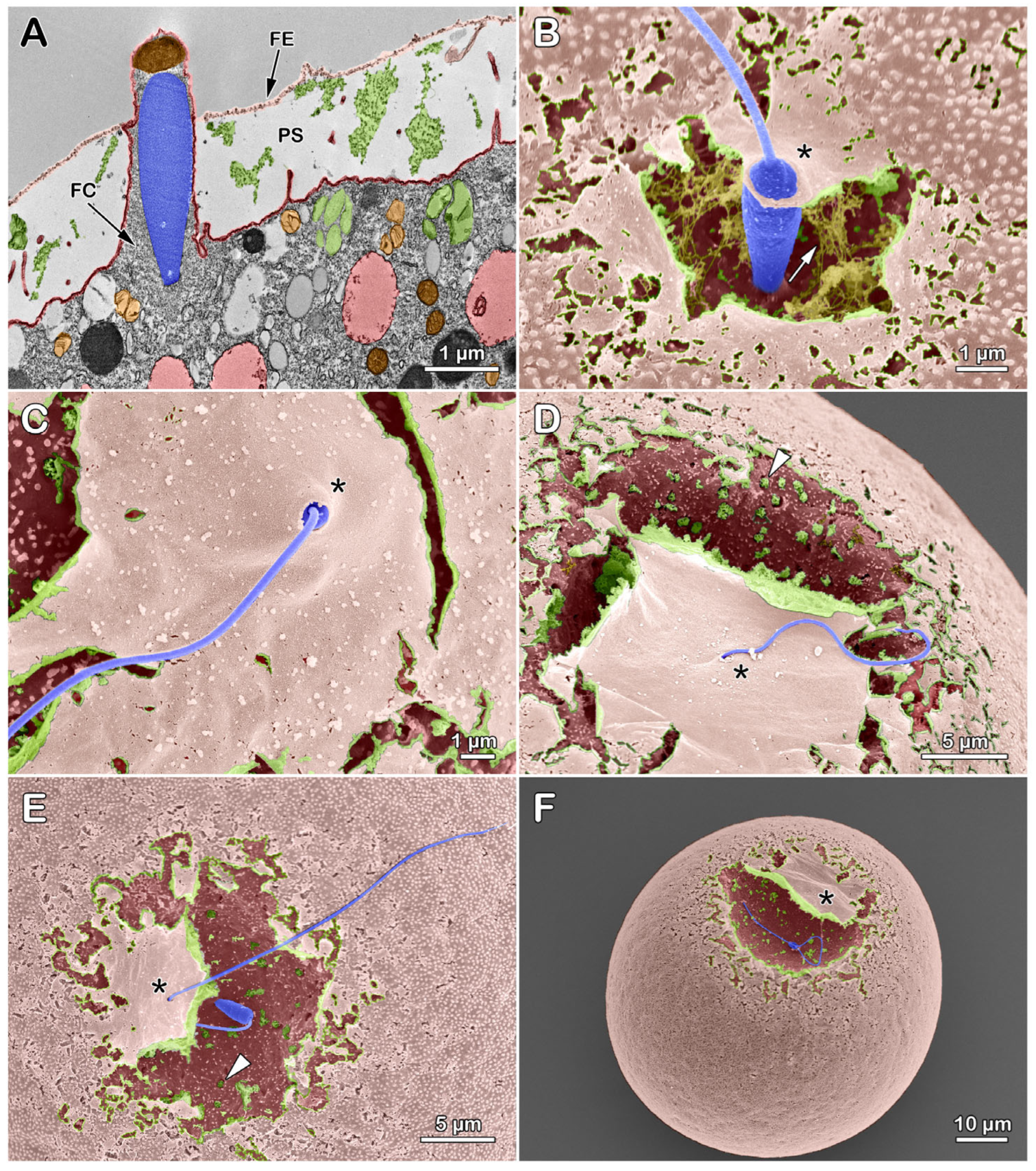 Cells 13 01477 g009 Cells 13 01477 g009
