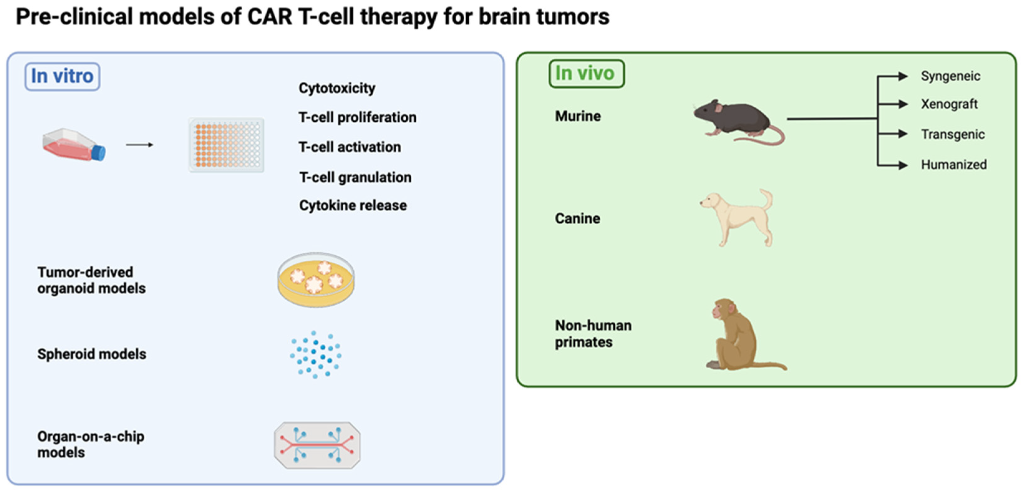 Cells 13 01480 g001 Cells 13 01480 g001