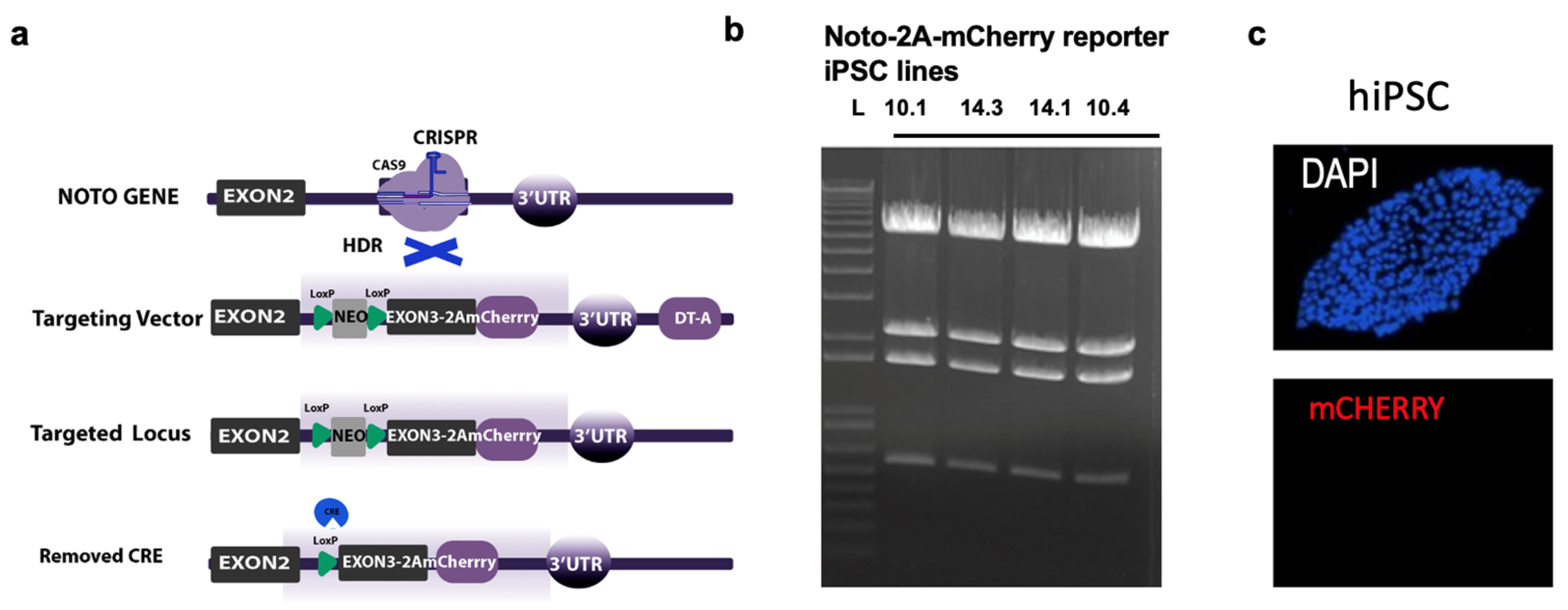 Cells 13 01482 g001 Cells 13 01482 g001