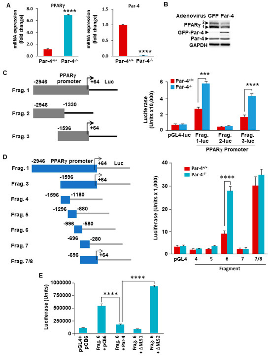 The Tumor Suppressor Par-4 Regulates Adipogenesis by Transcriptional ...