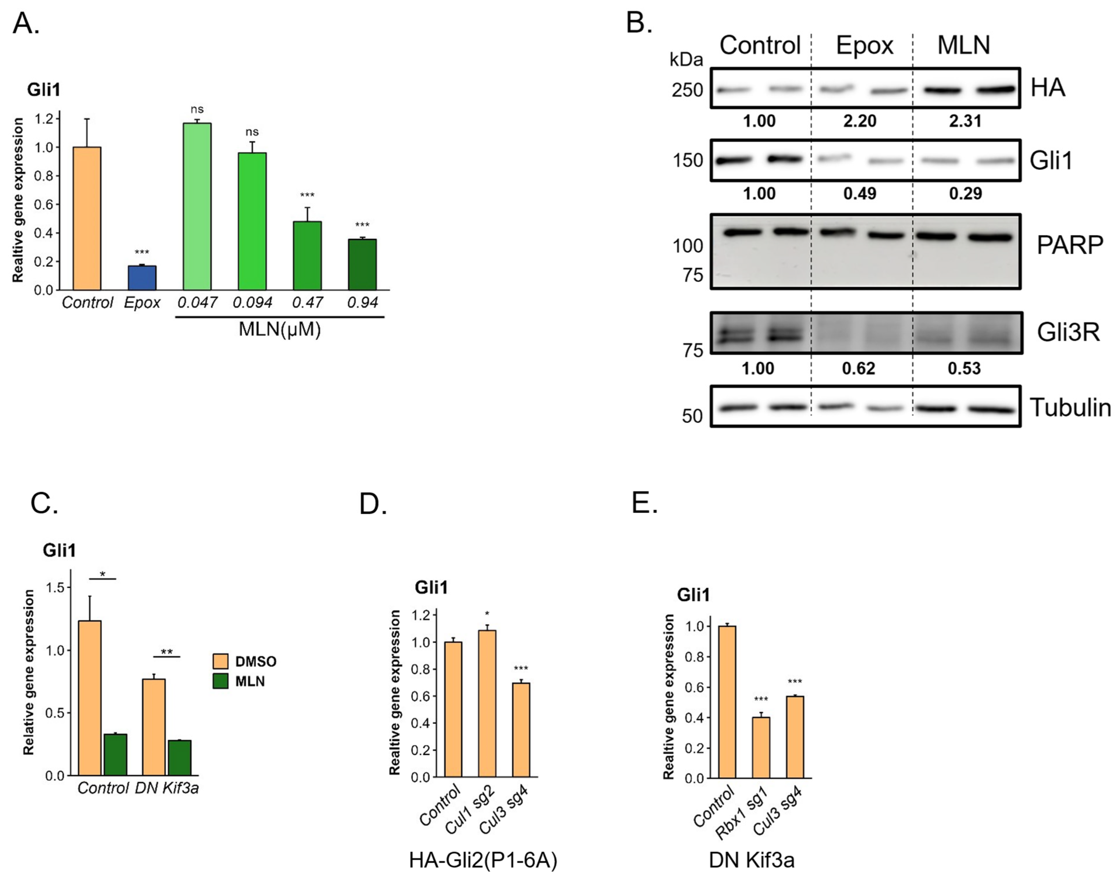 Cells 13 01496 g004 Cells 13 01496 g004
