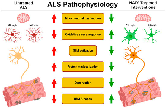 Potential Therapeutic Interventions Targeting NAD+